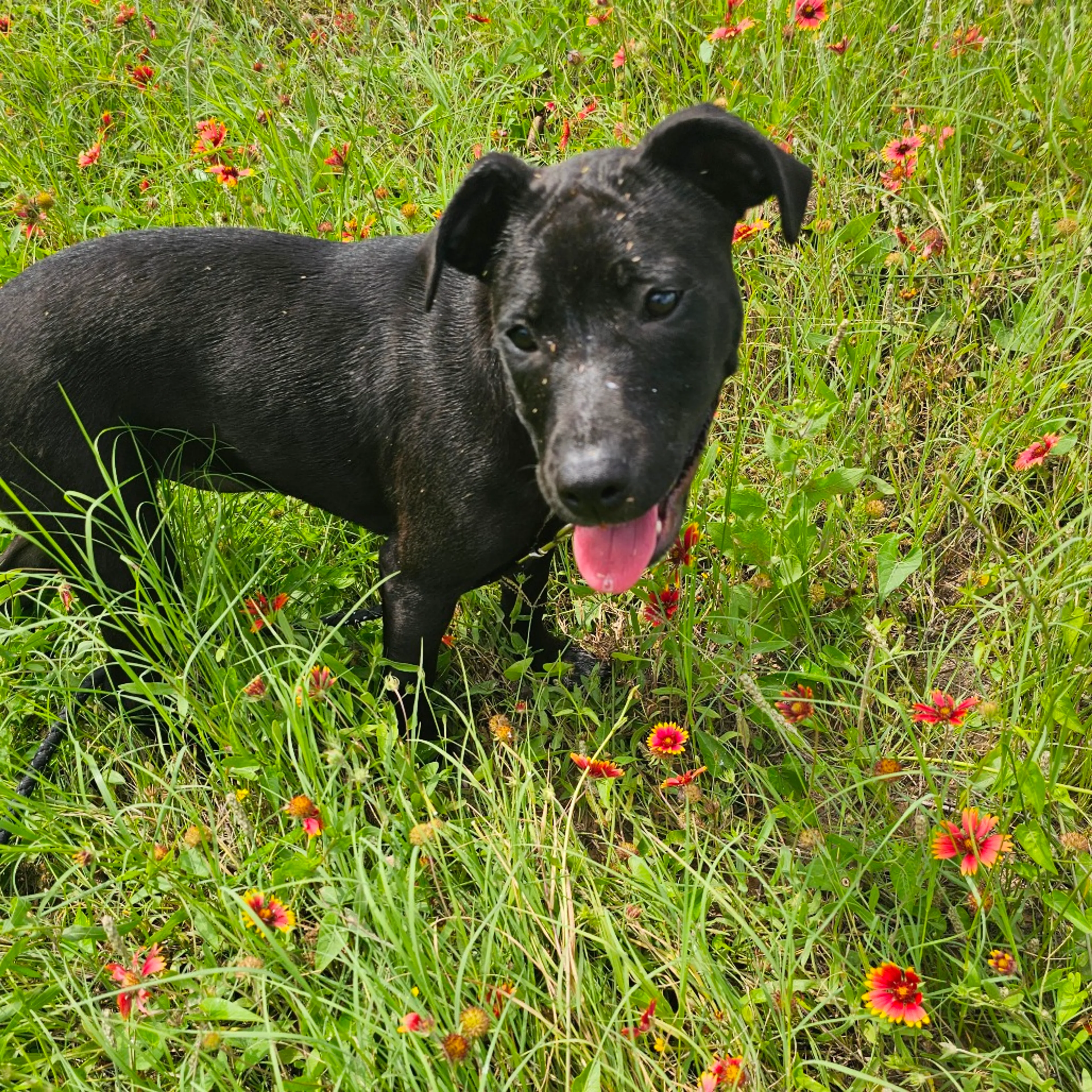 Found pet-10