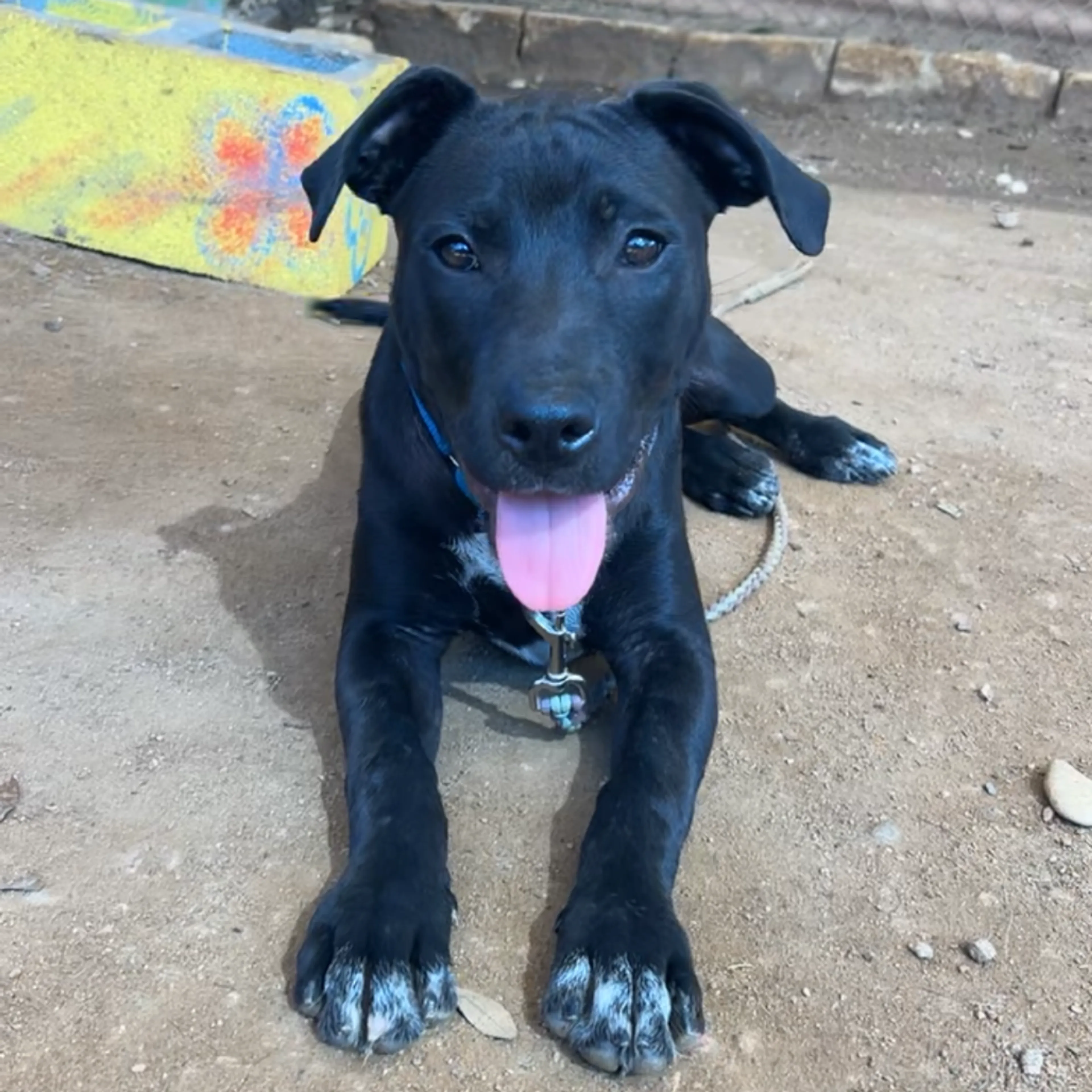 Found pet-12