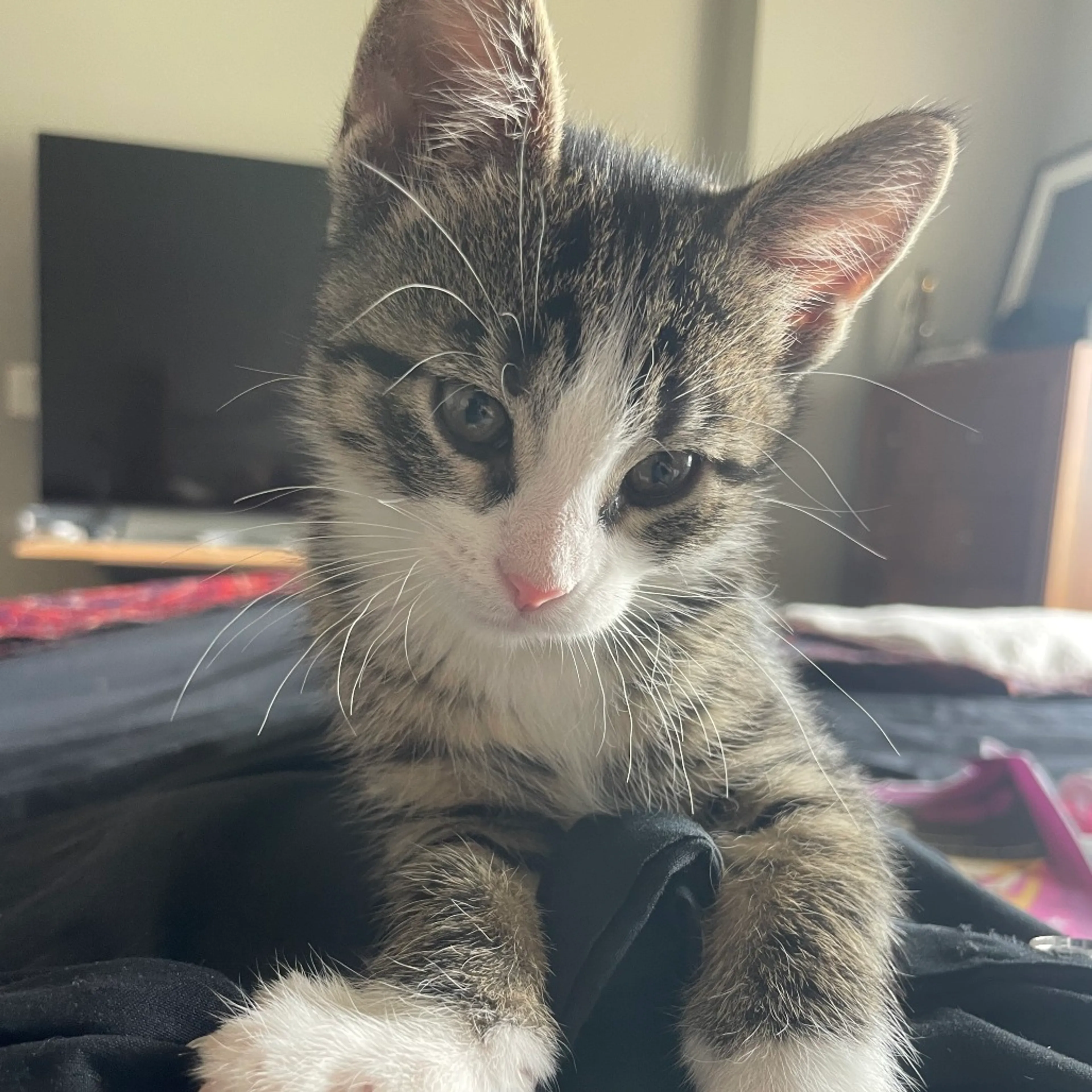 Found pet-0