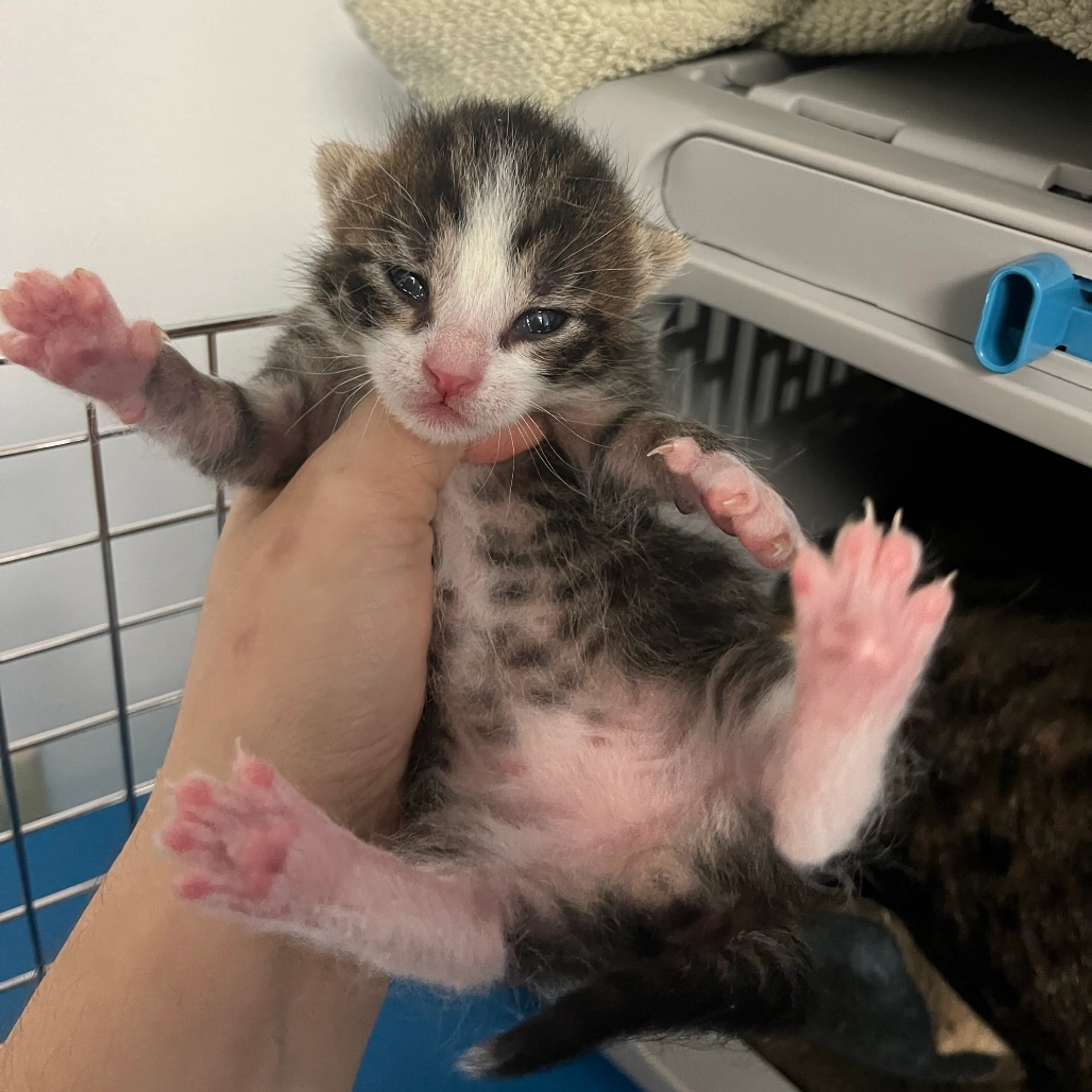 Found pet-1