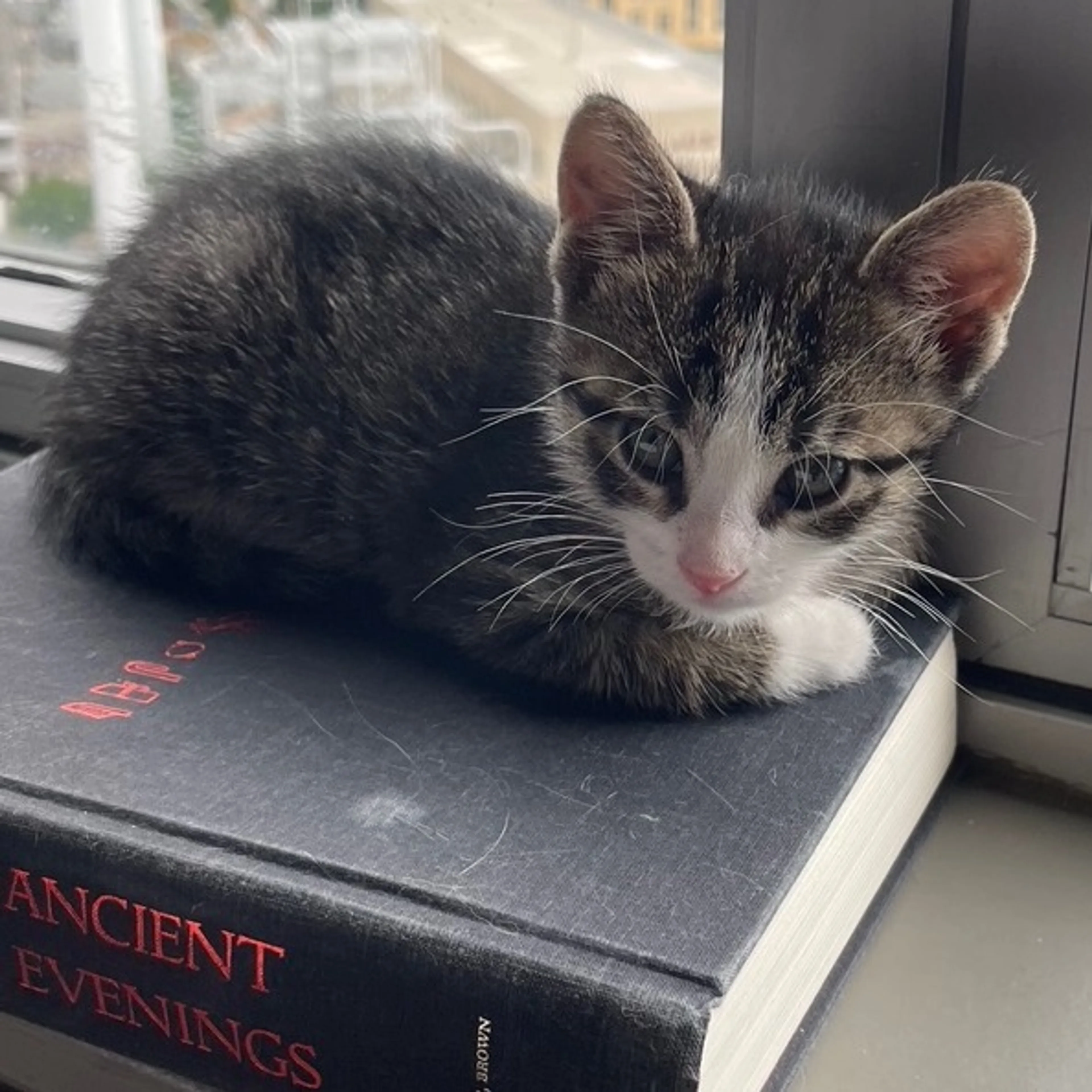 Found pet-2