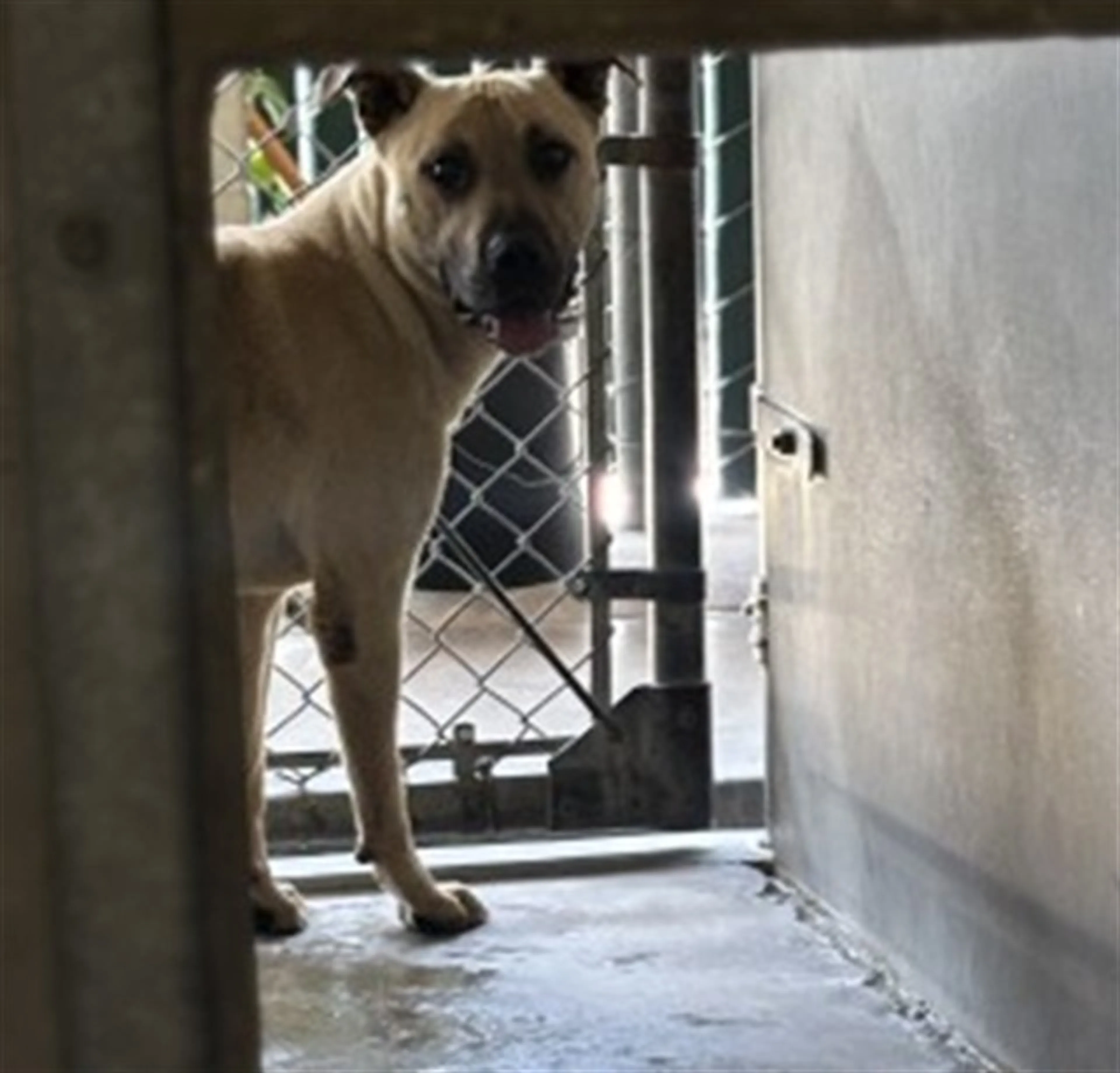 Found pet