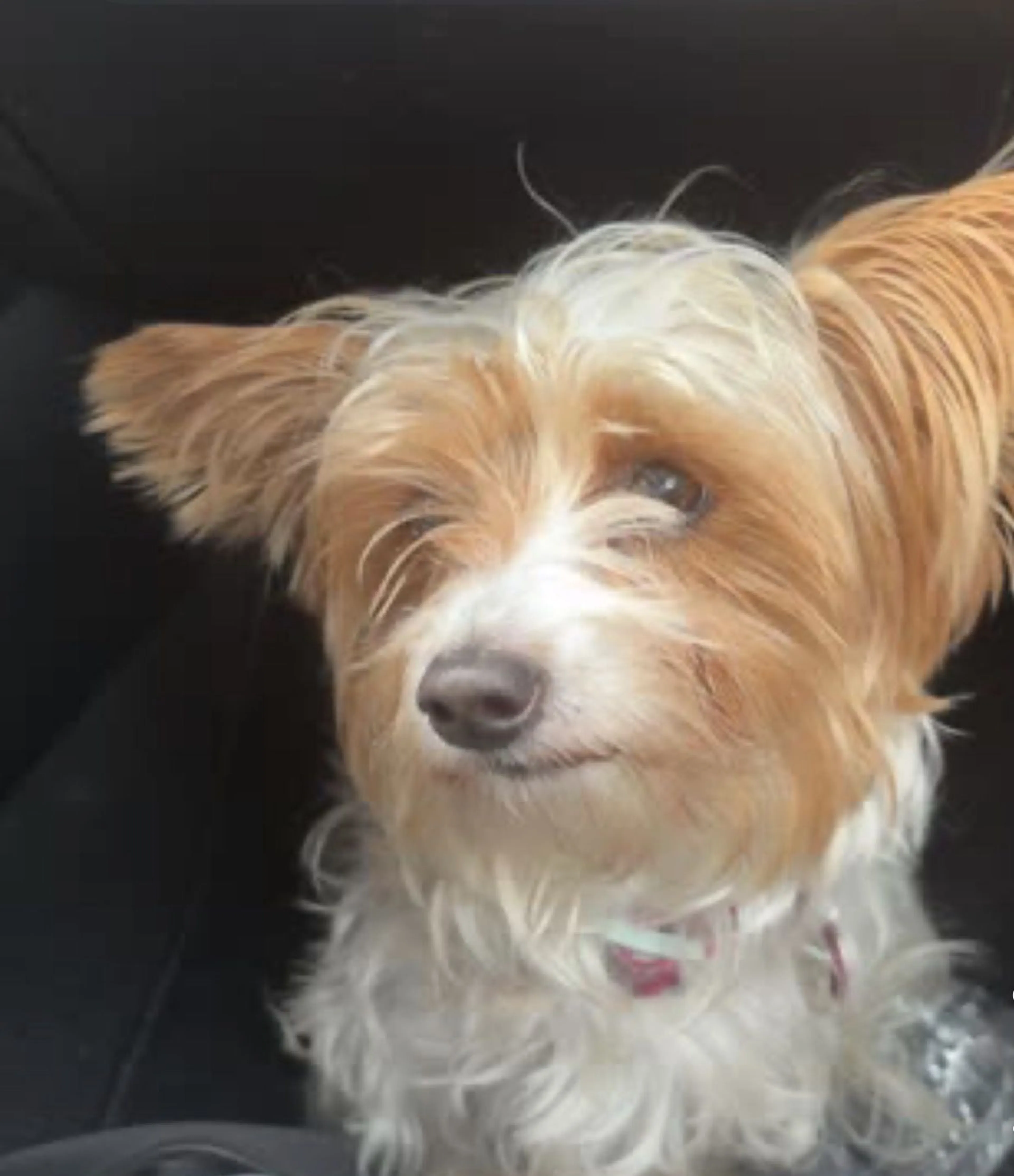 Lost pet-1
