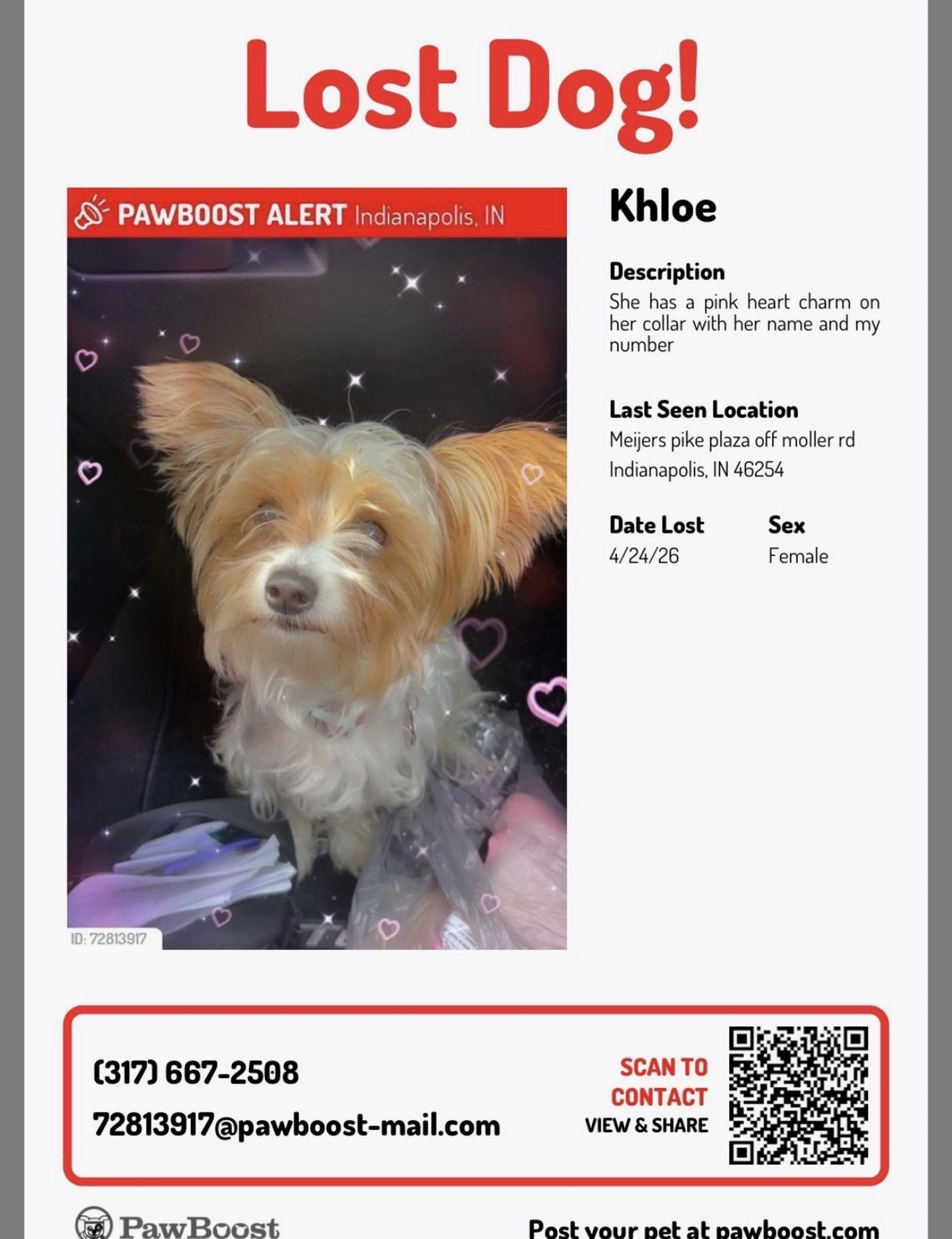 Lost pet-0