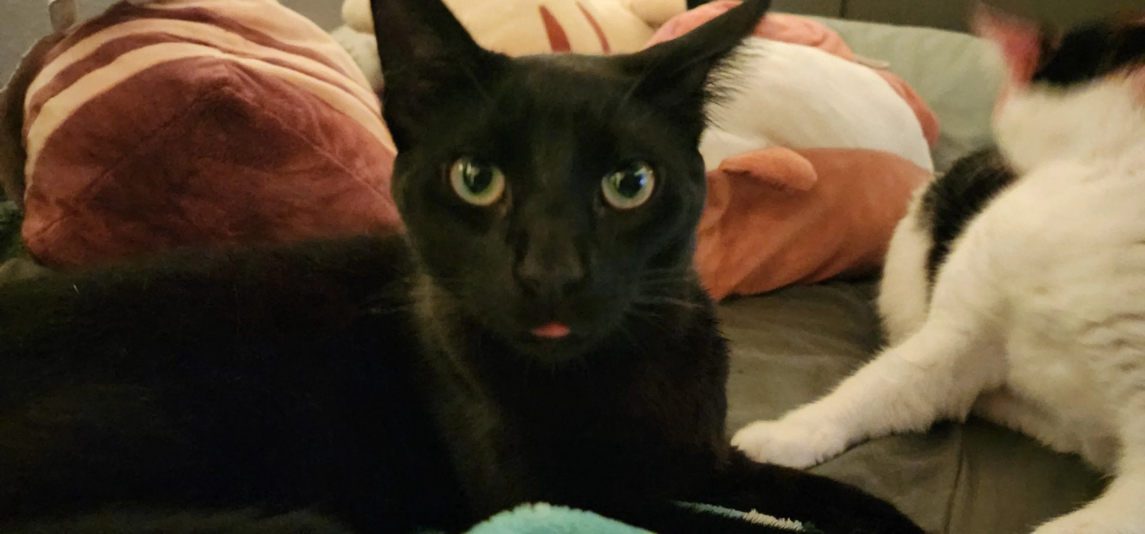 Lost pet-4