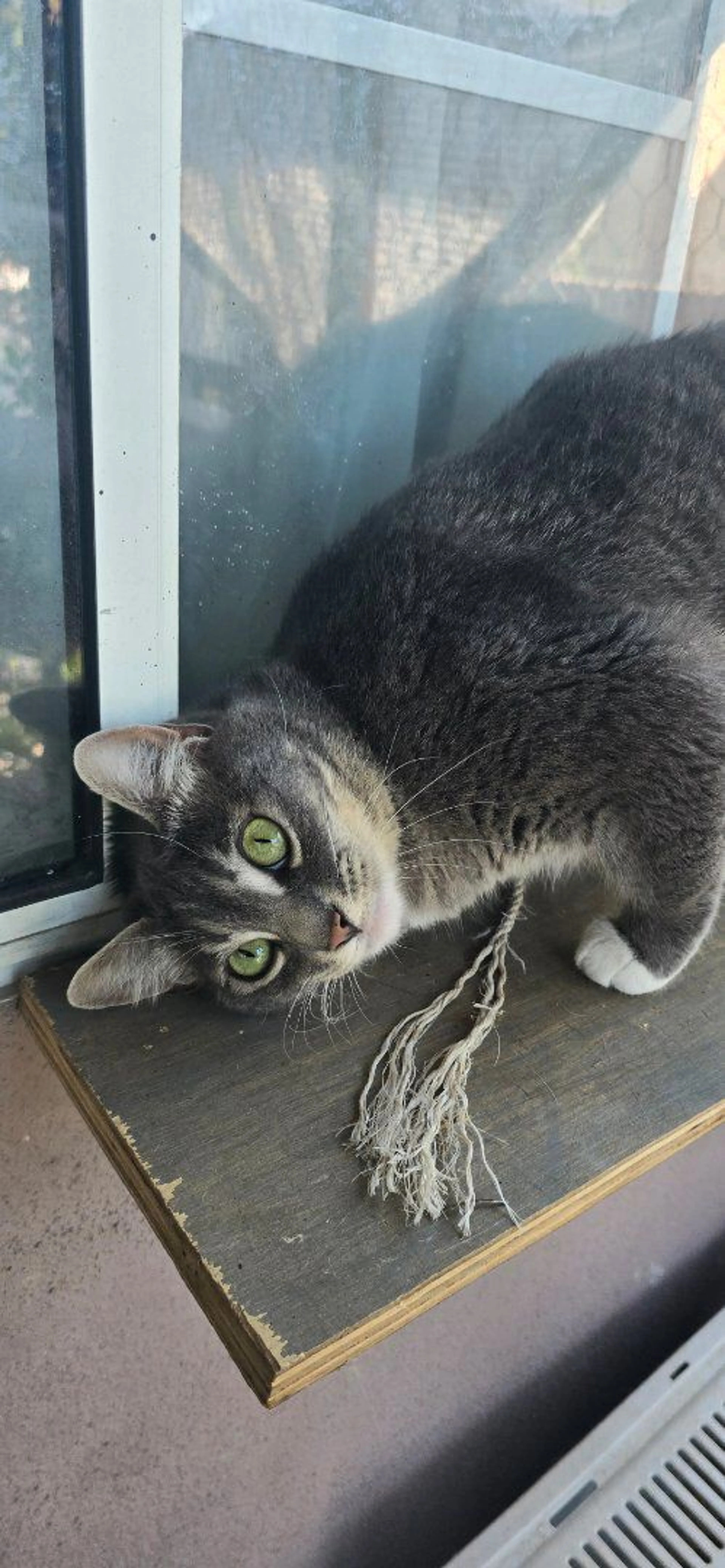 Lost pet-1