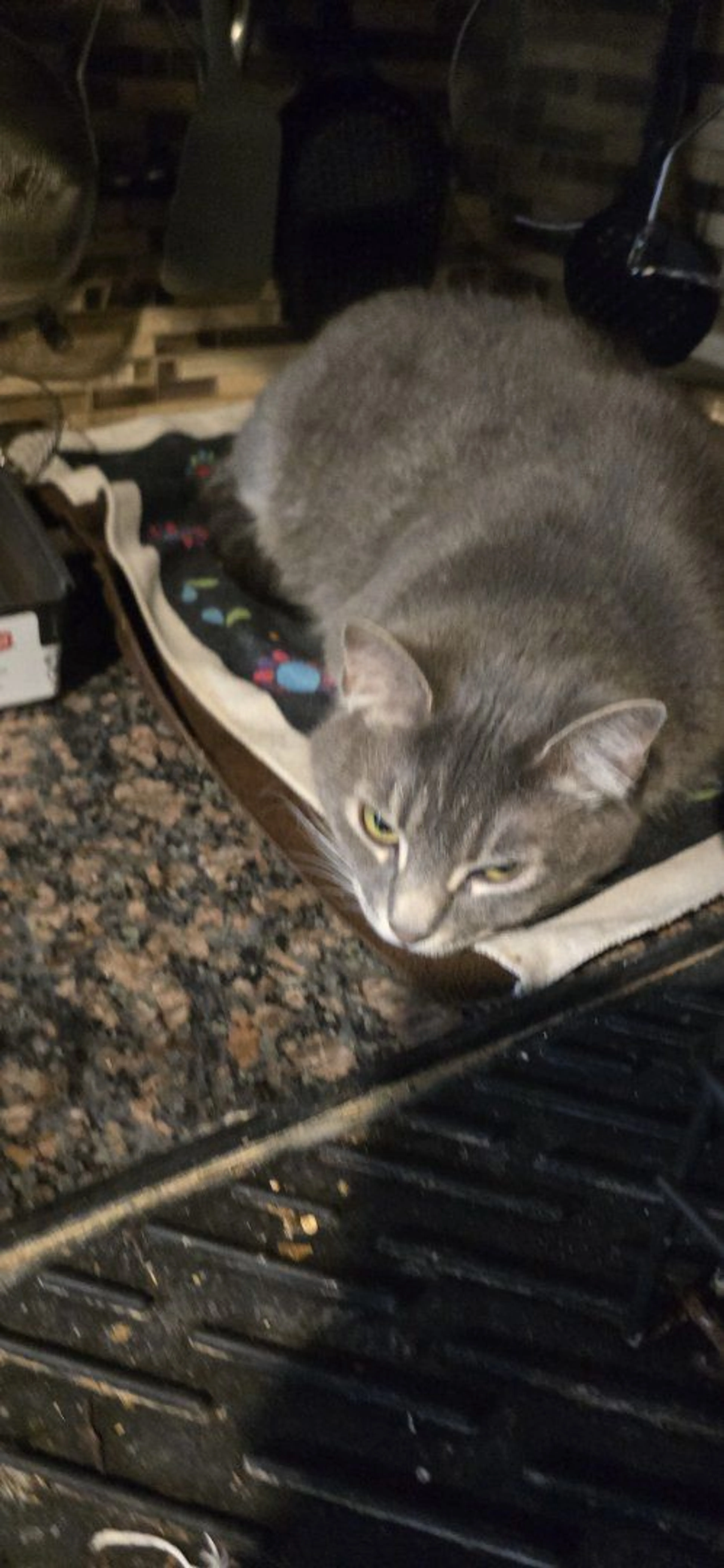 Lost pet-3