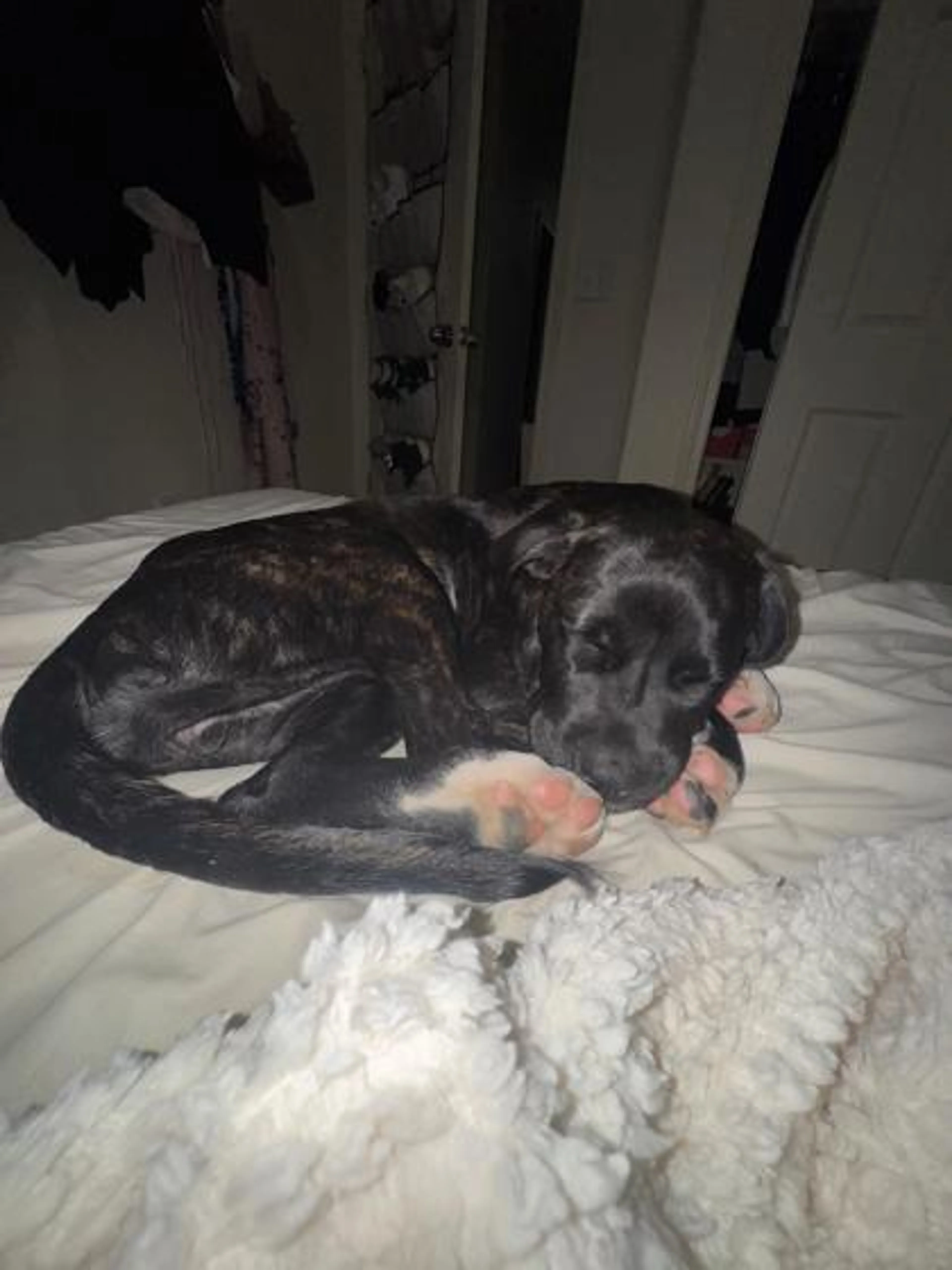 Found pet