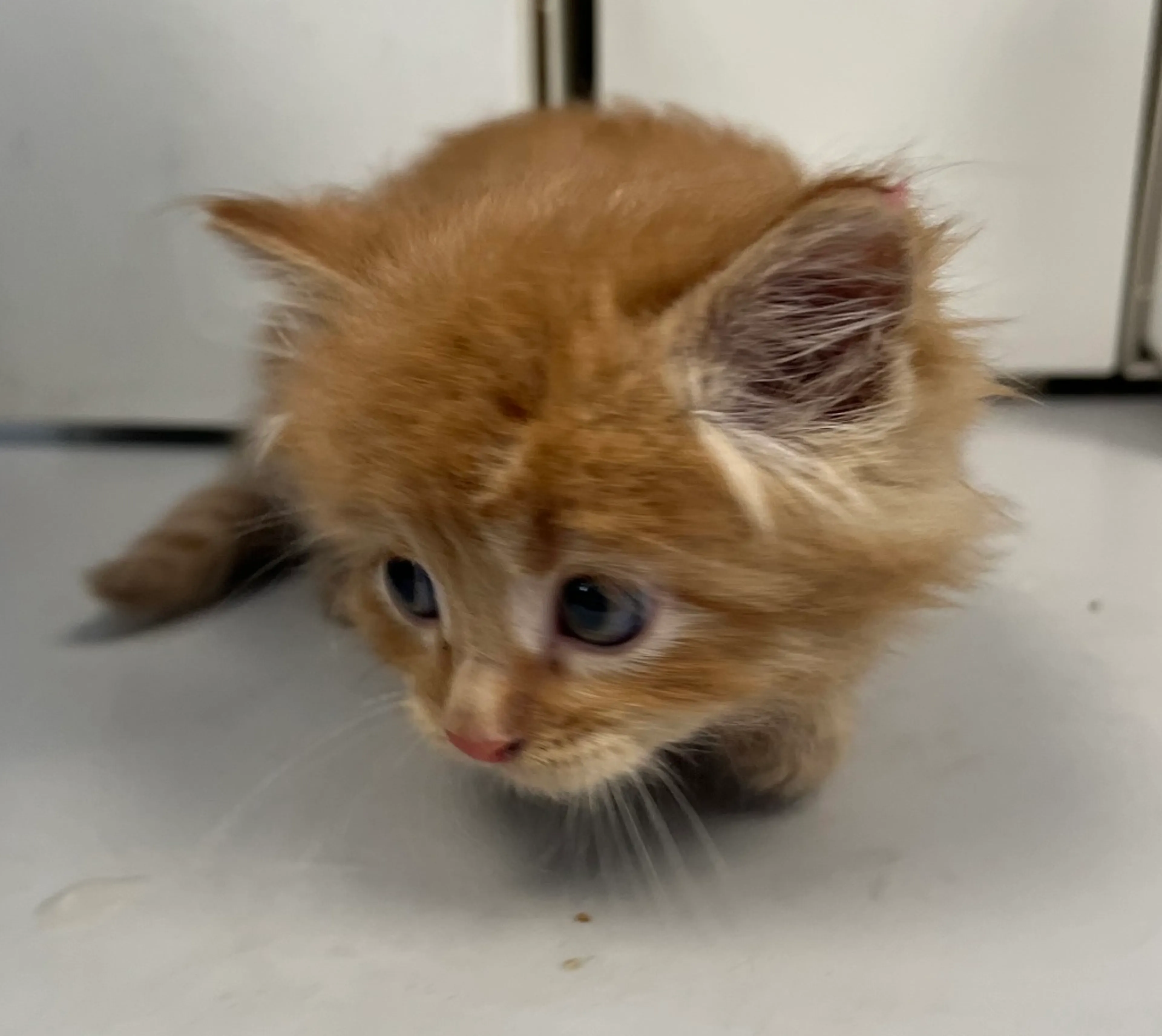 Found pet