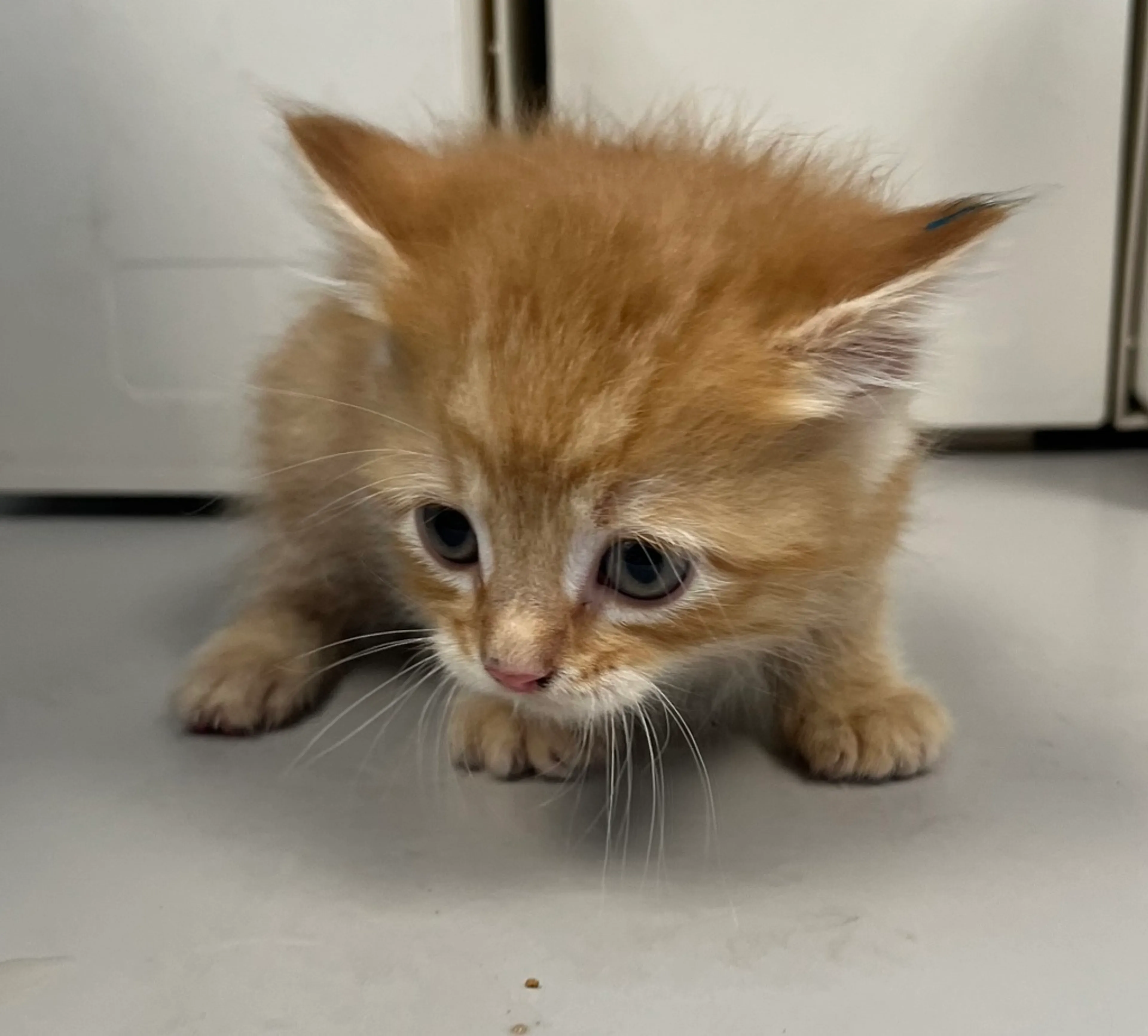 Found pet