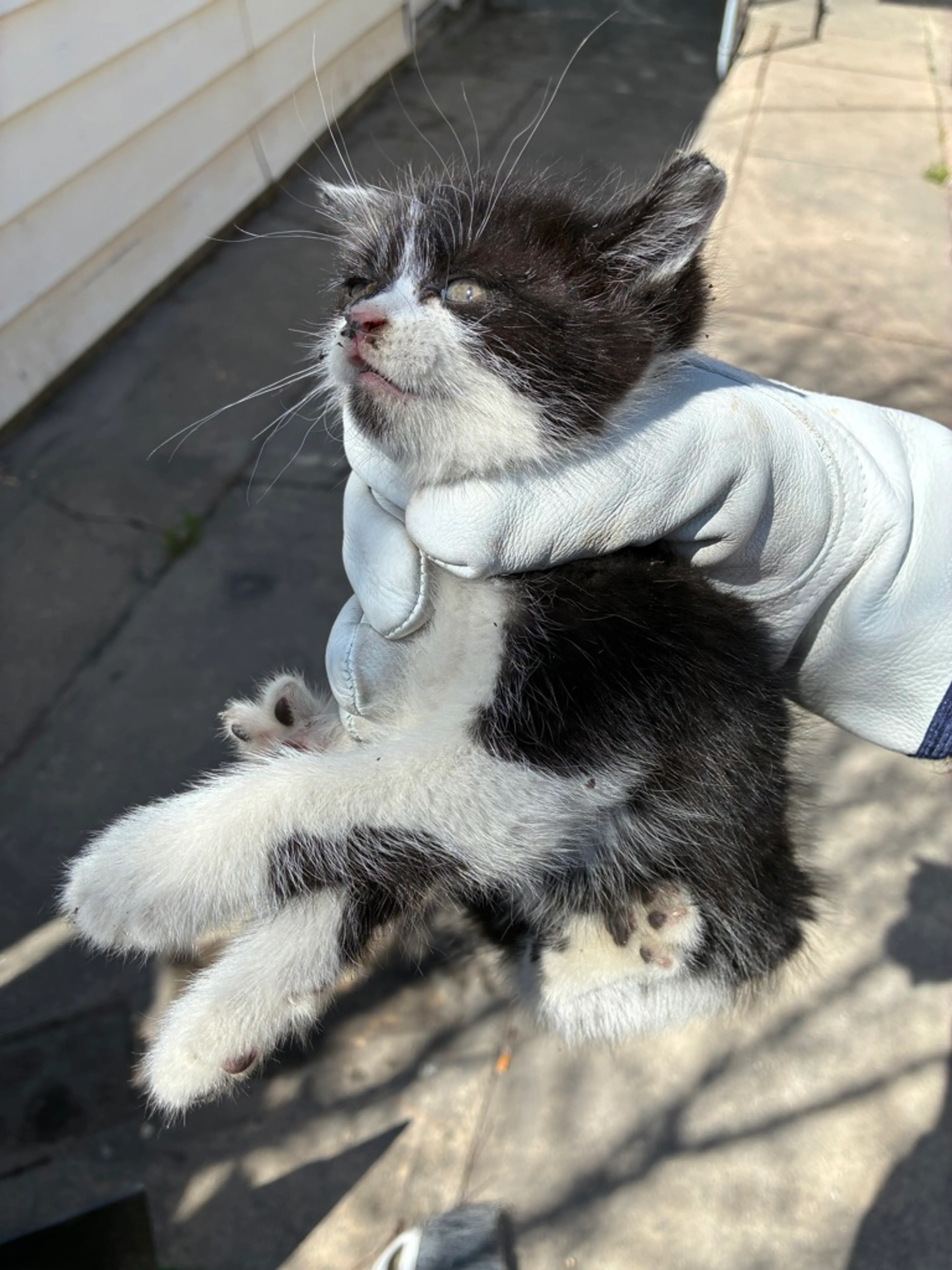 Found pet-1