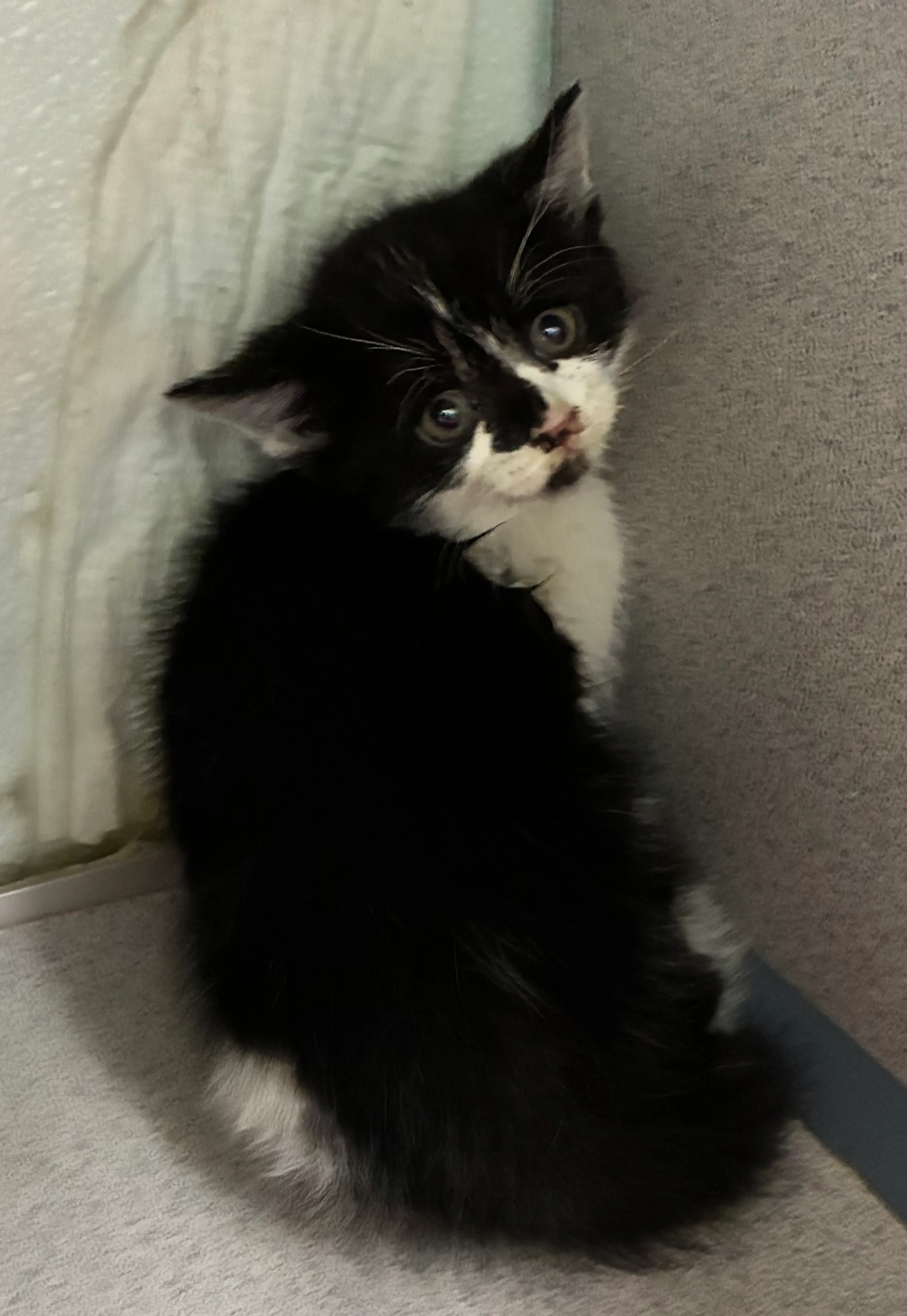 Found pet-0