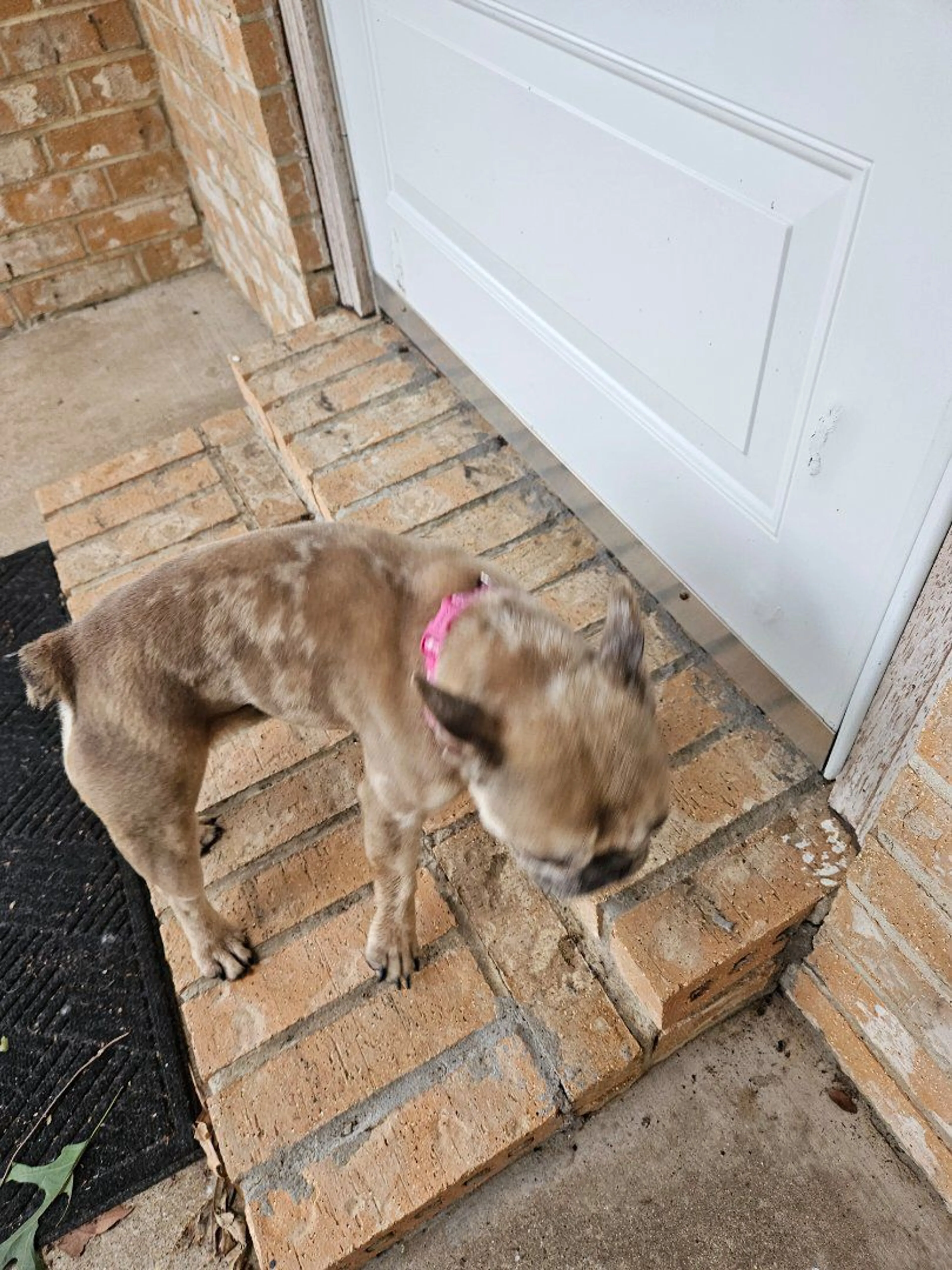 Lost pet-1