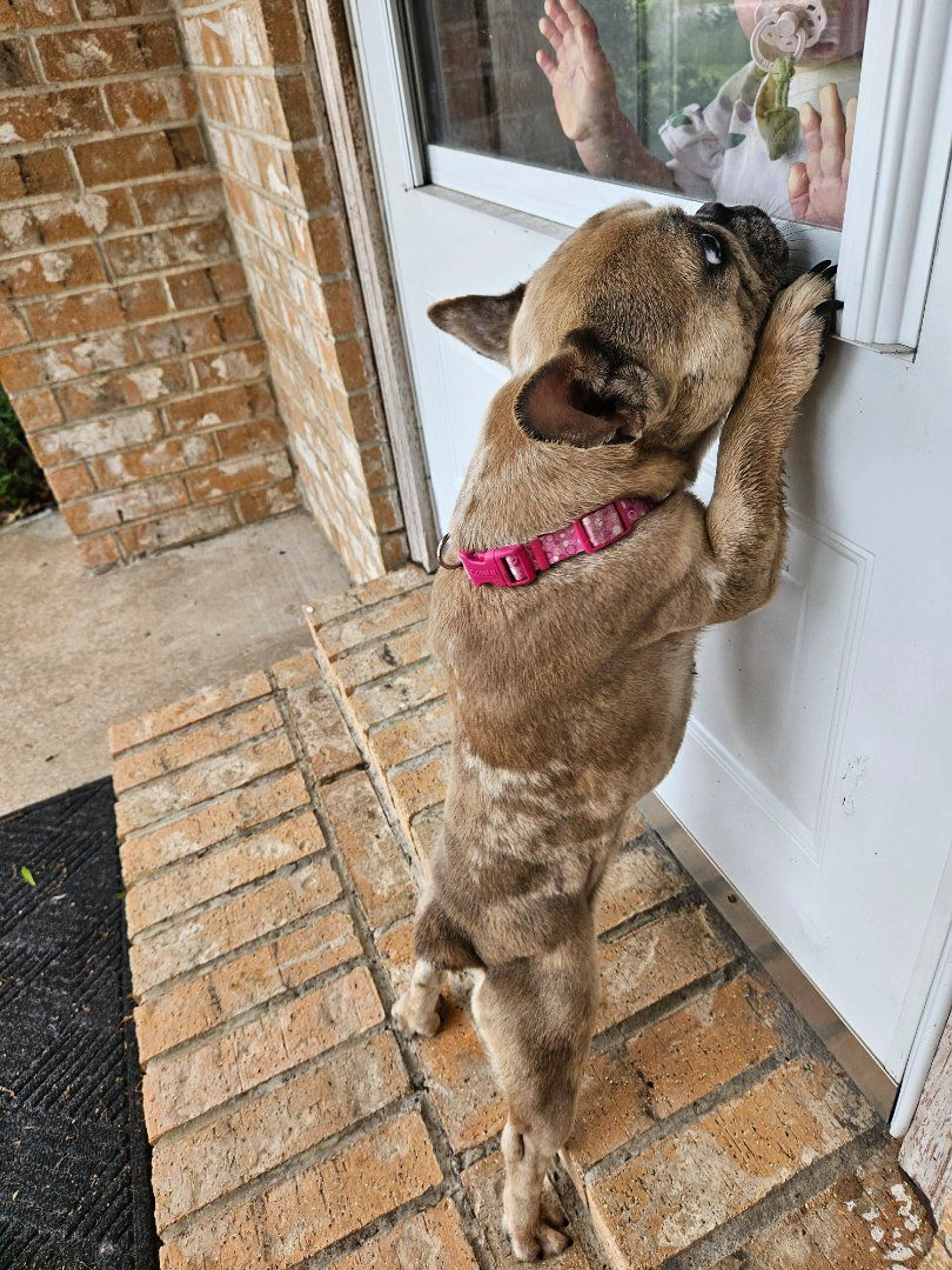 Lost pet-0