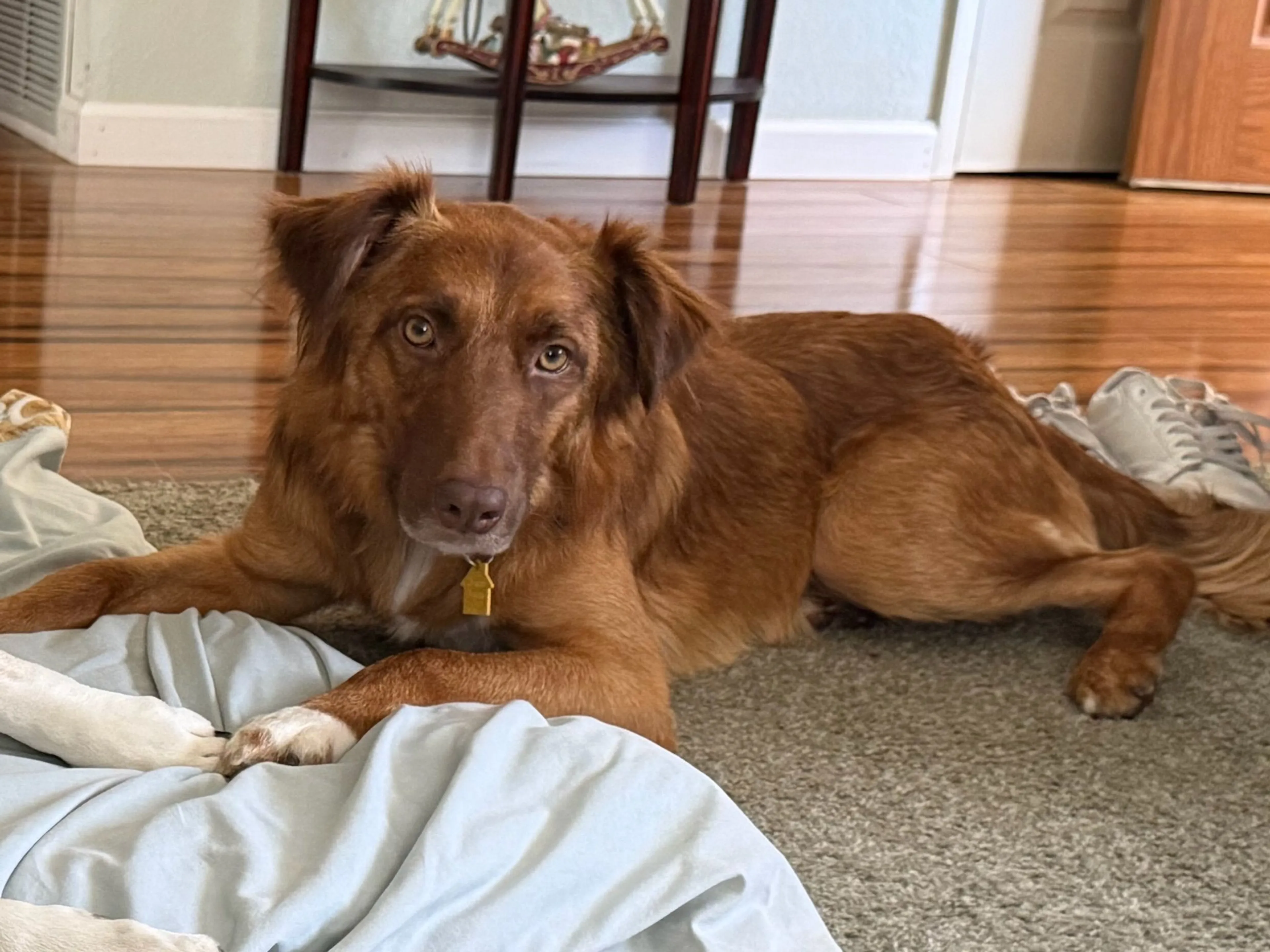Lost pet