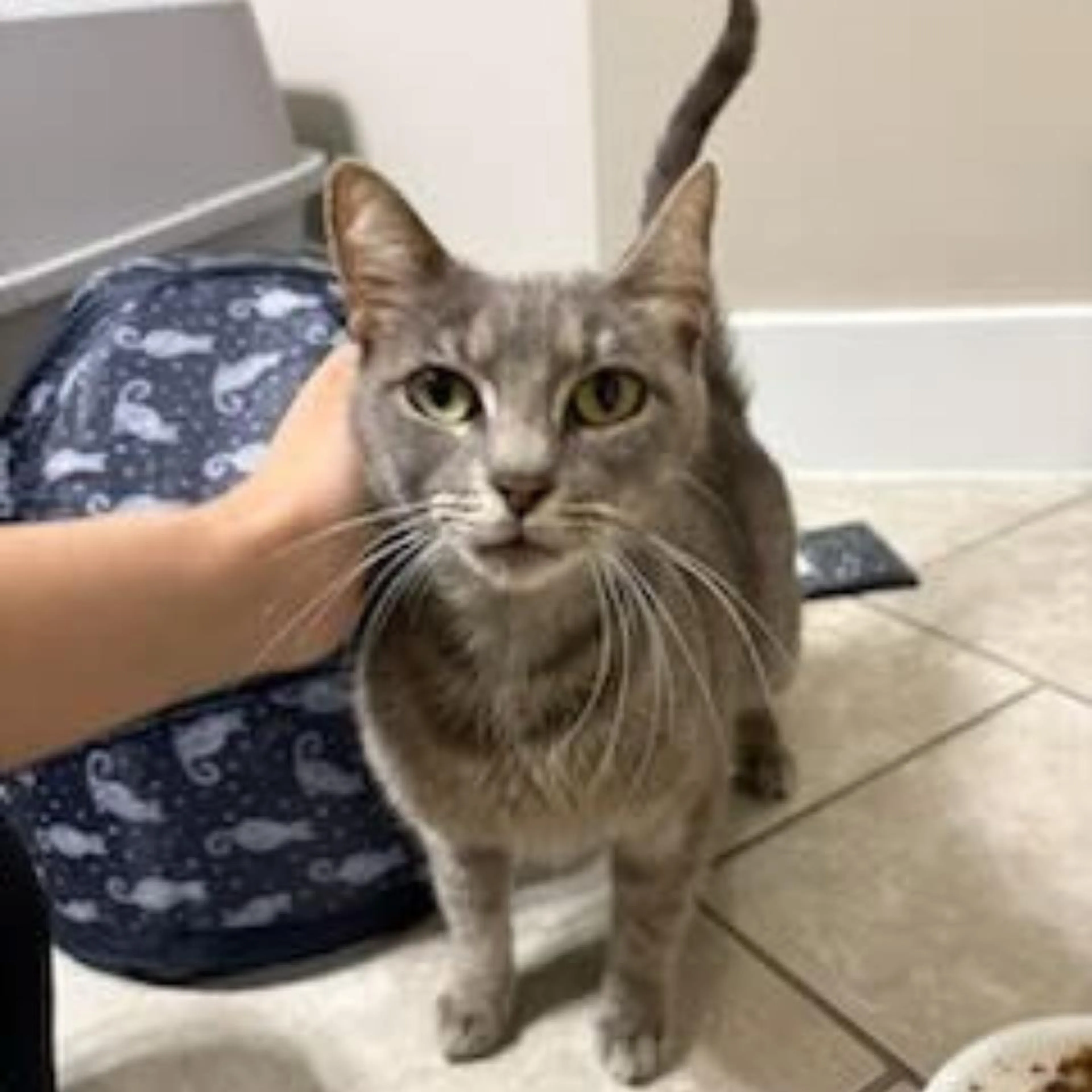 Found pet