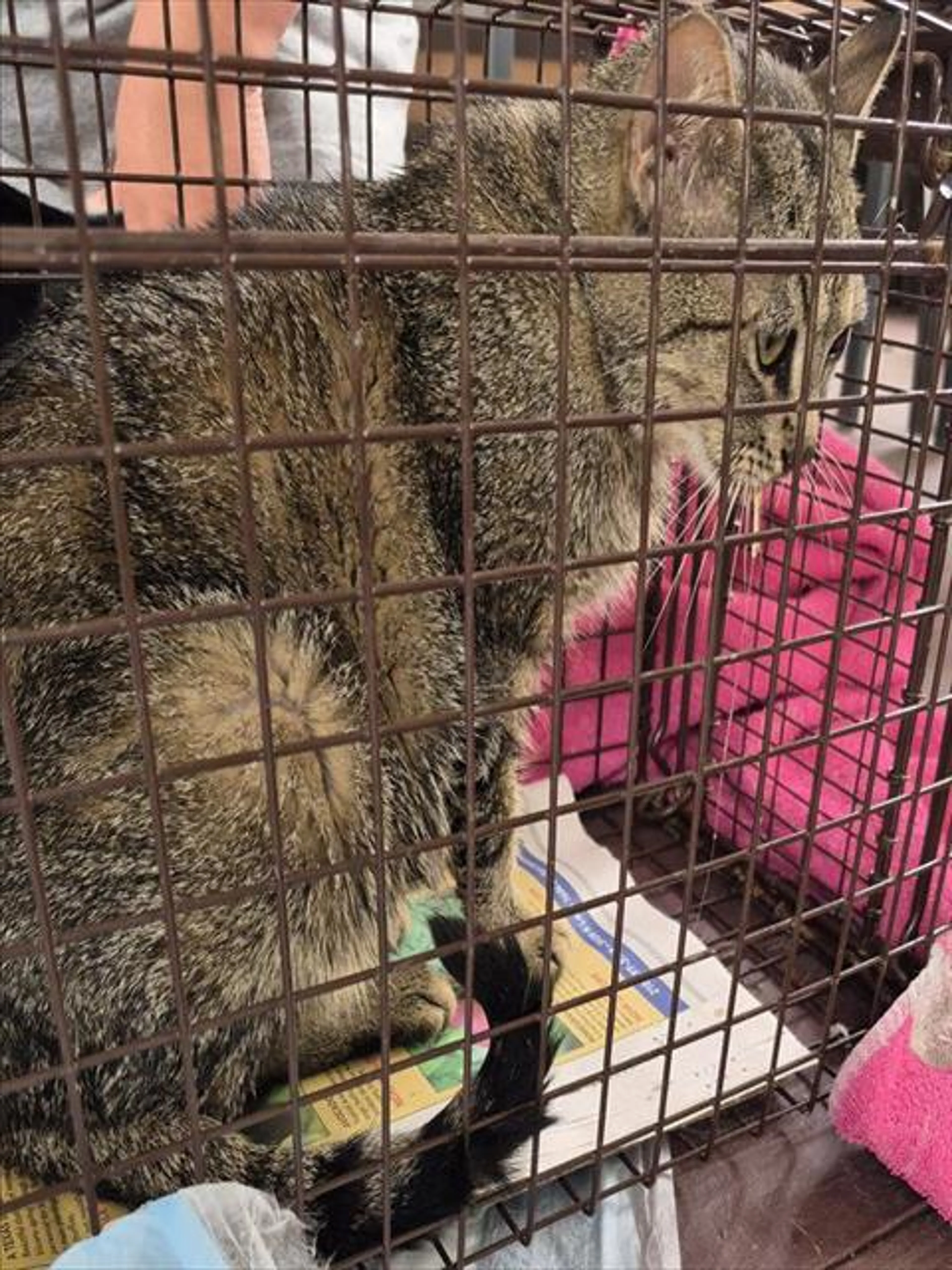 Found pet