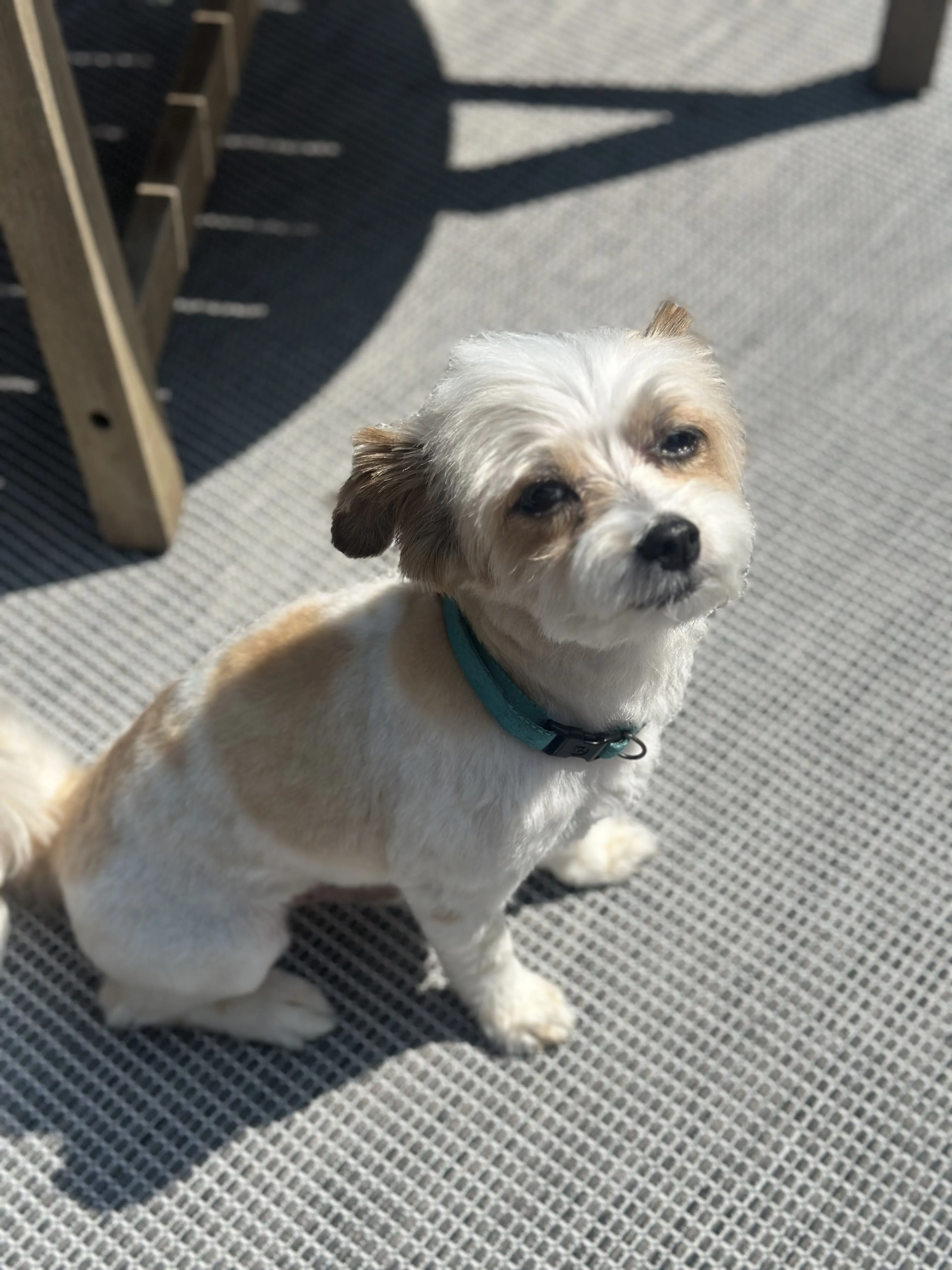 Lost pet