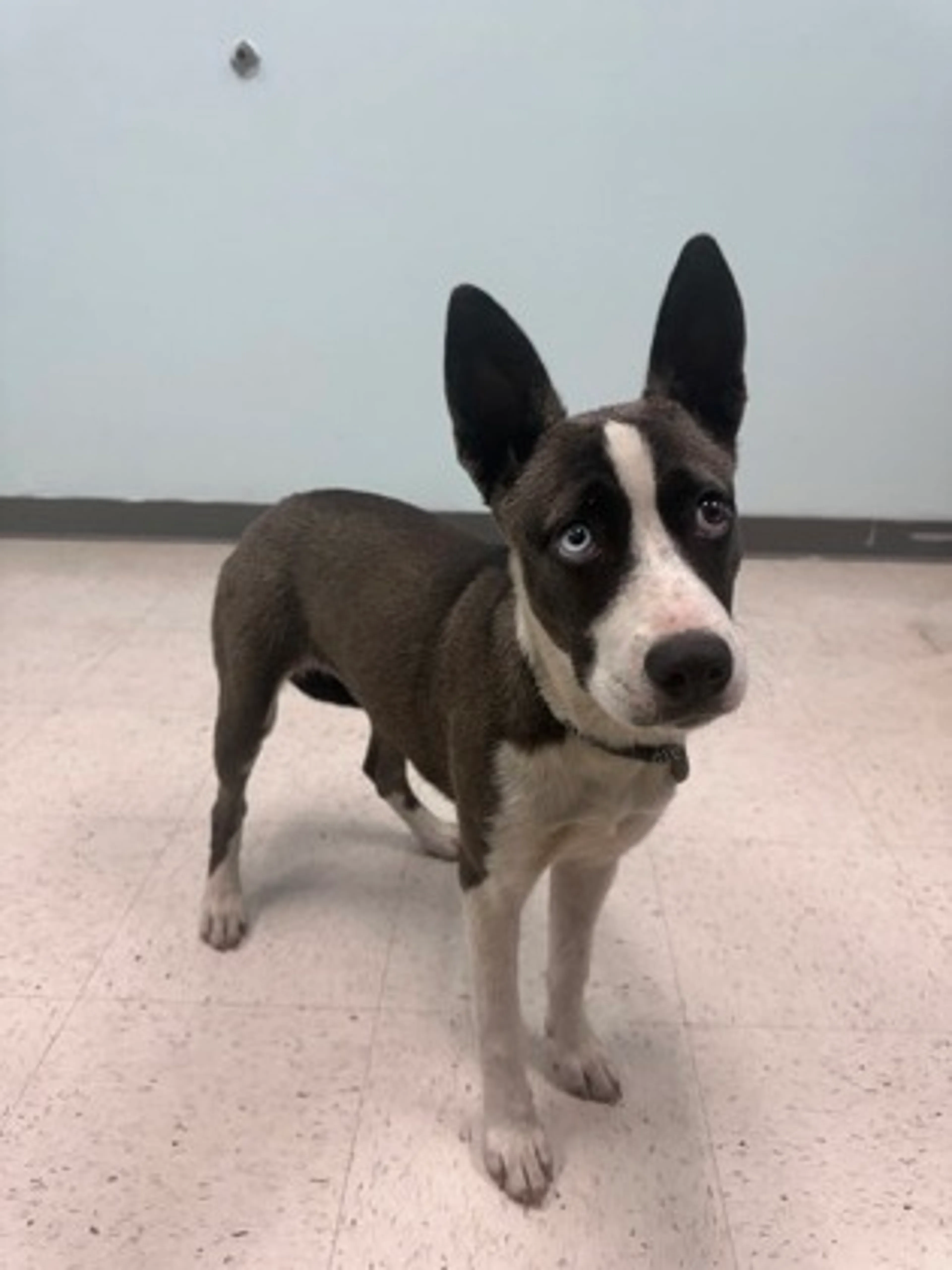 Found pet-1