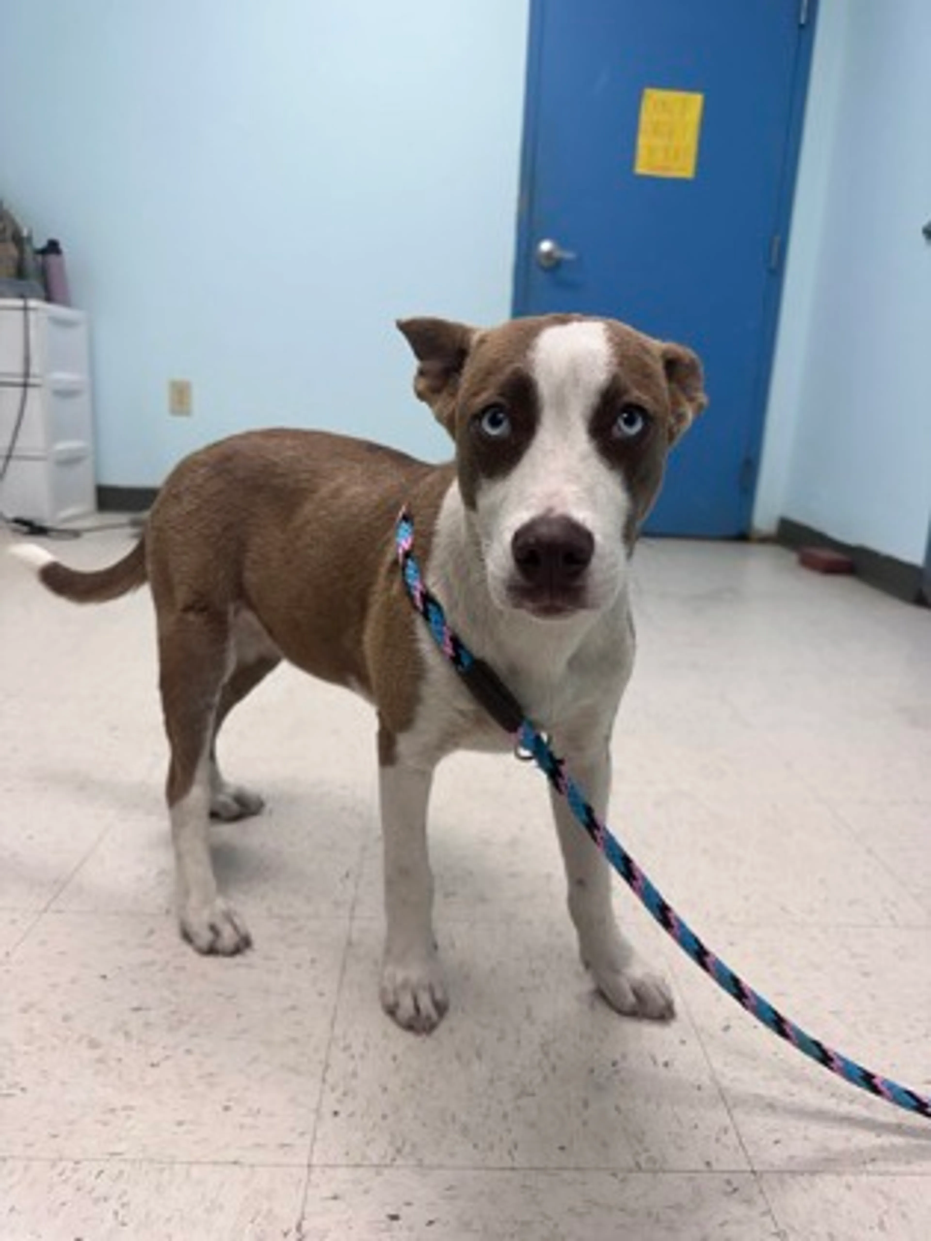 Found pet-1