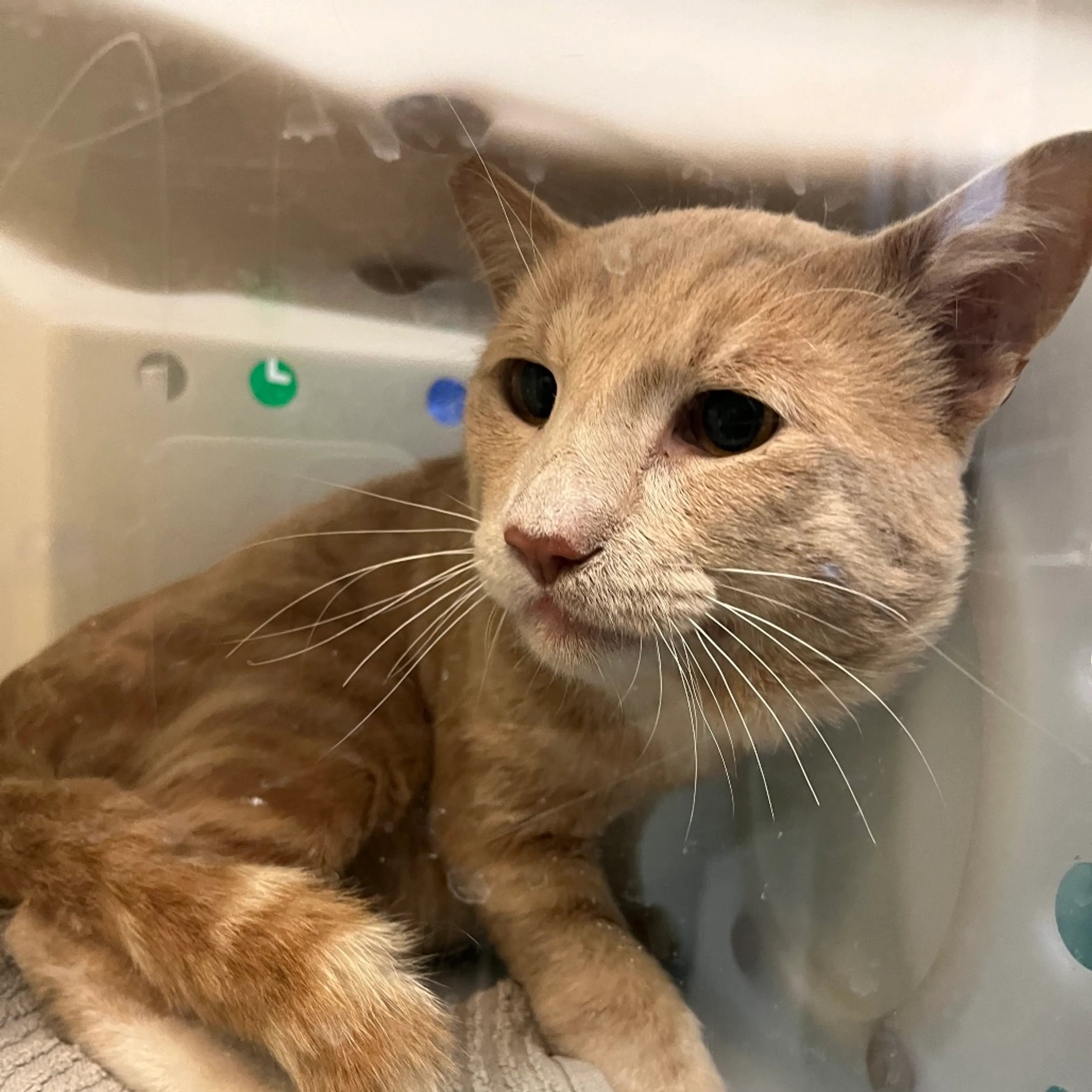 Found pet