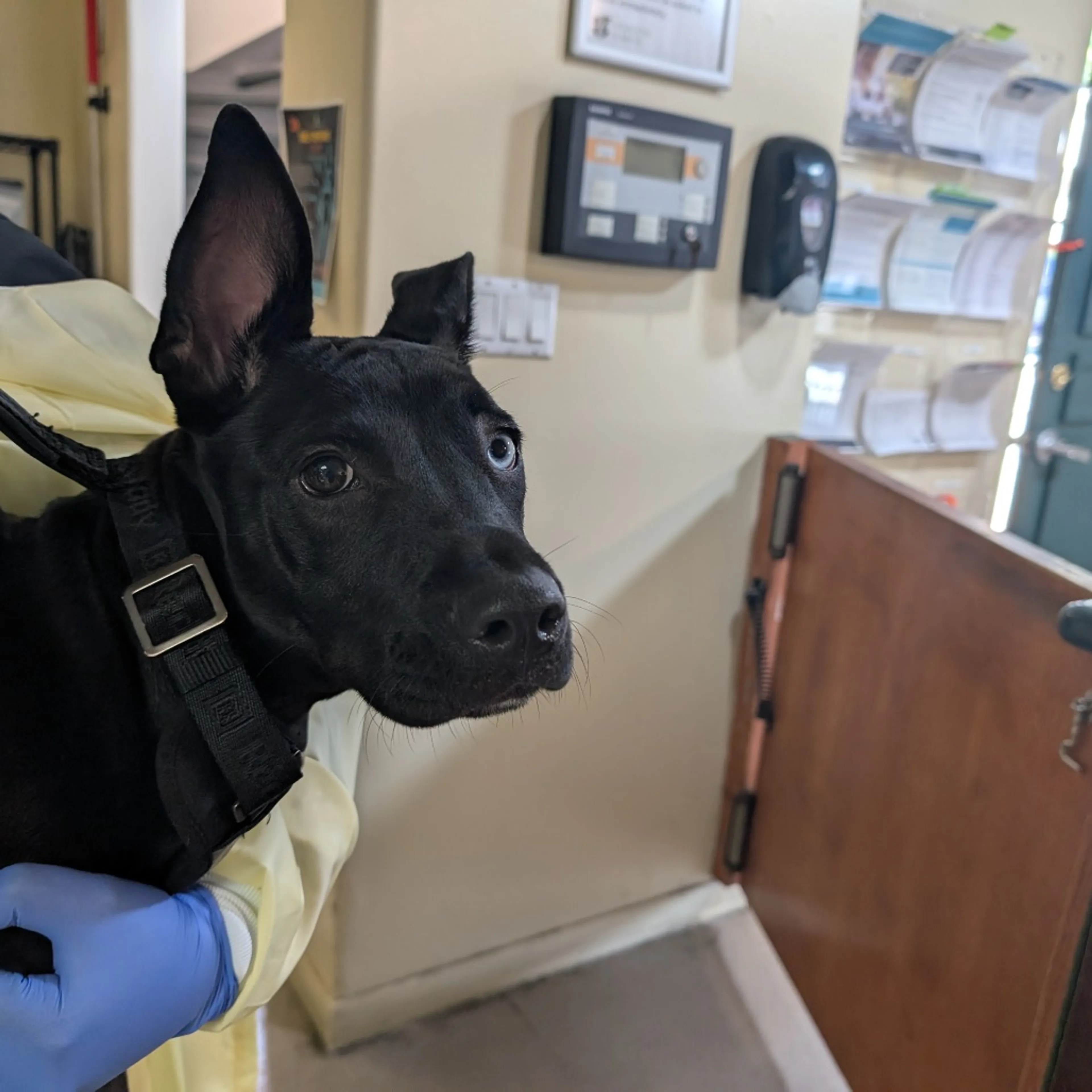 Found pet