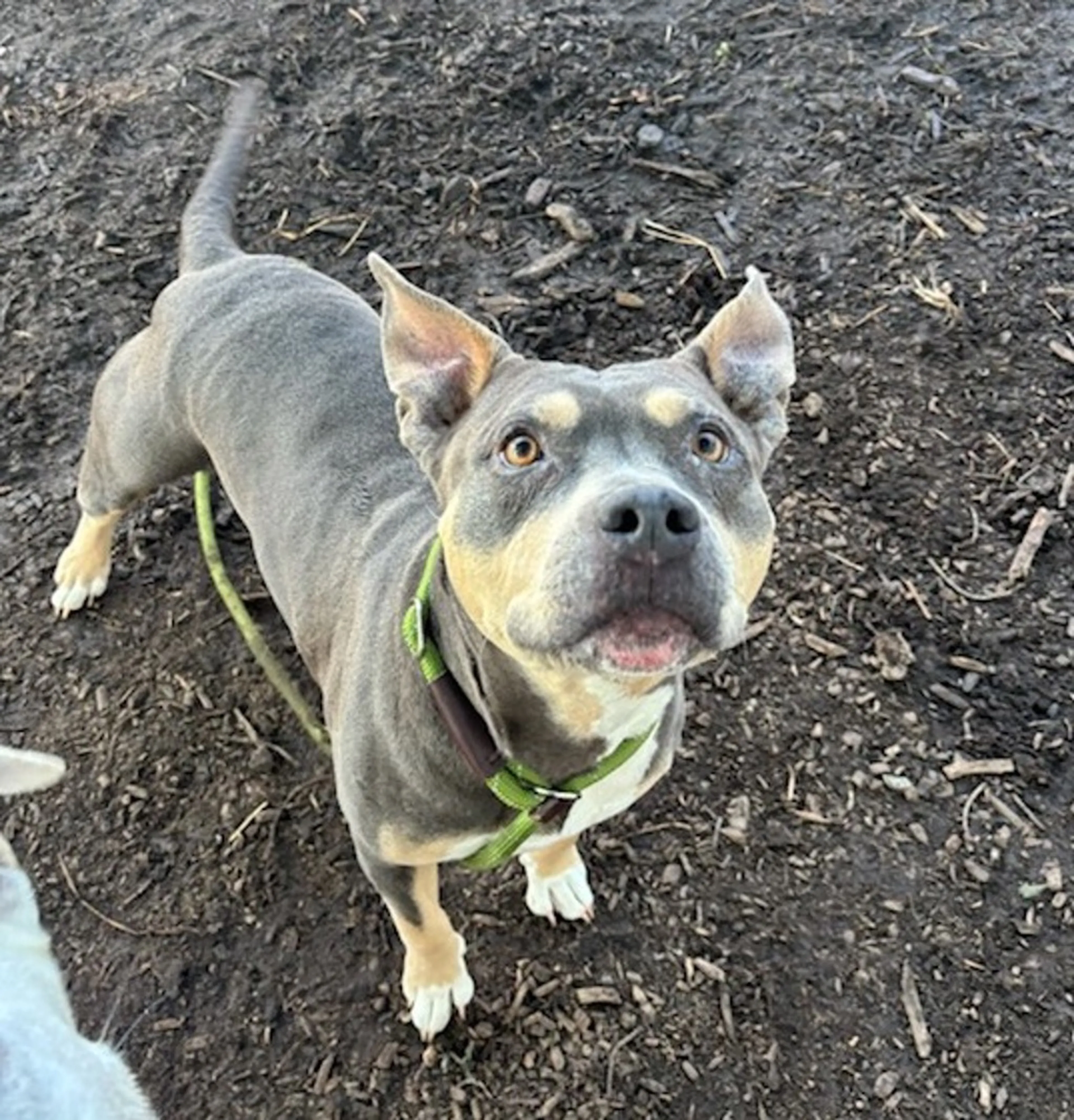 Found pet-1