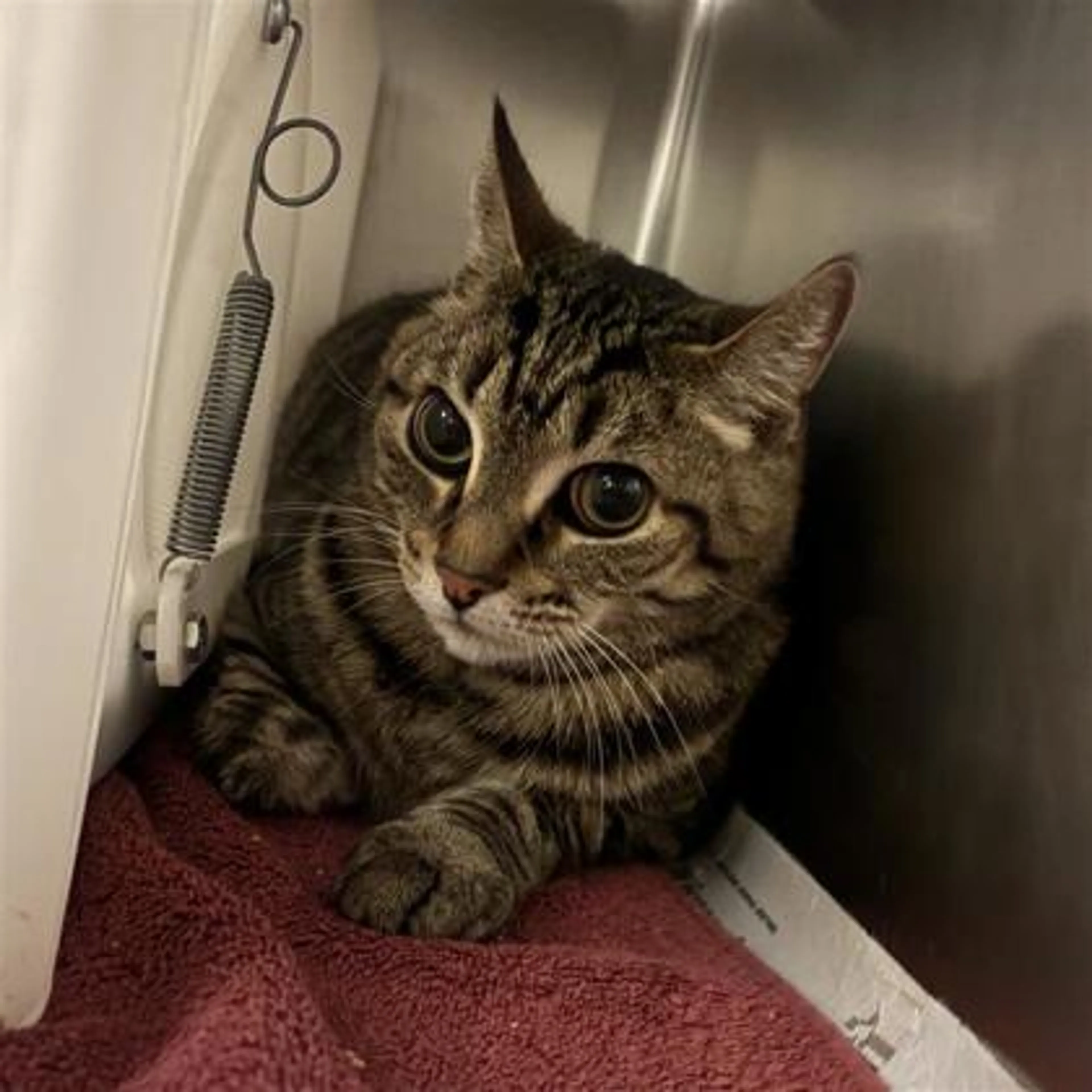 Found pet