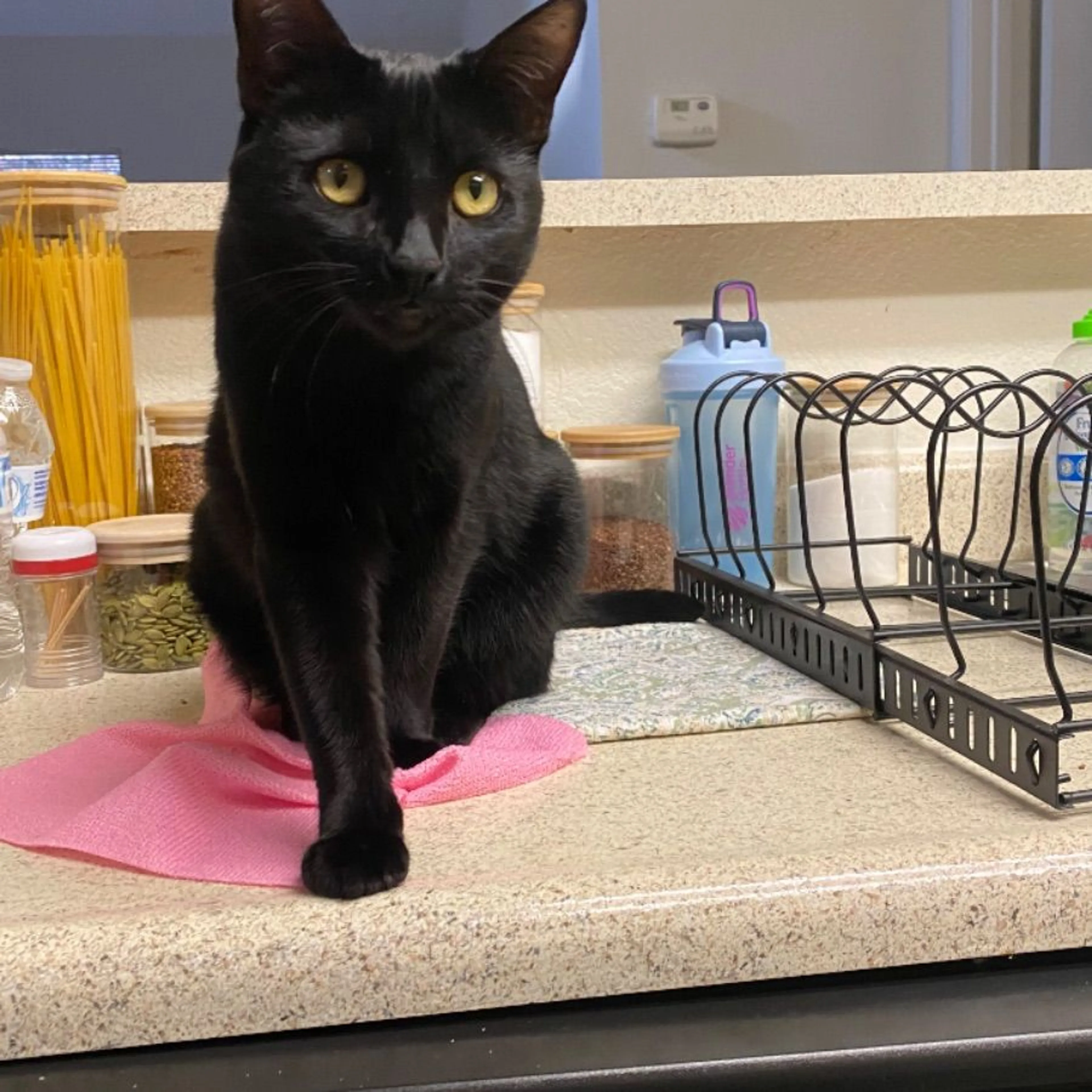 Lost pet