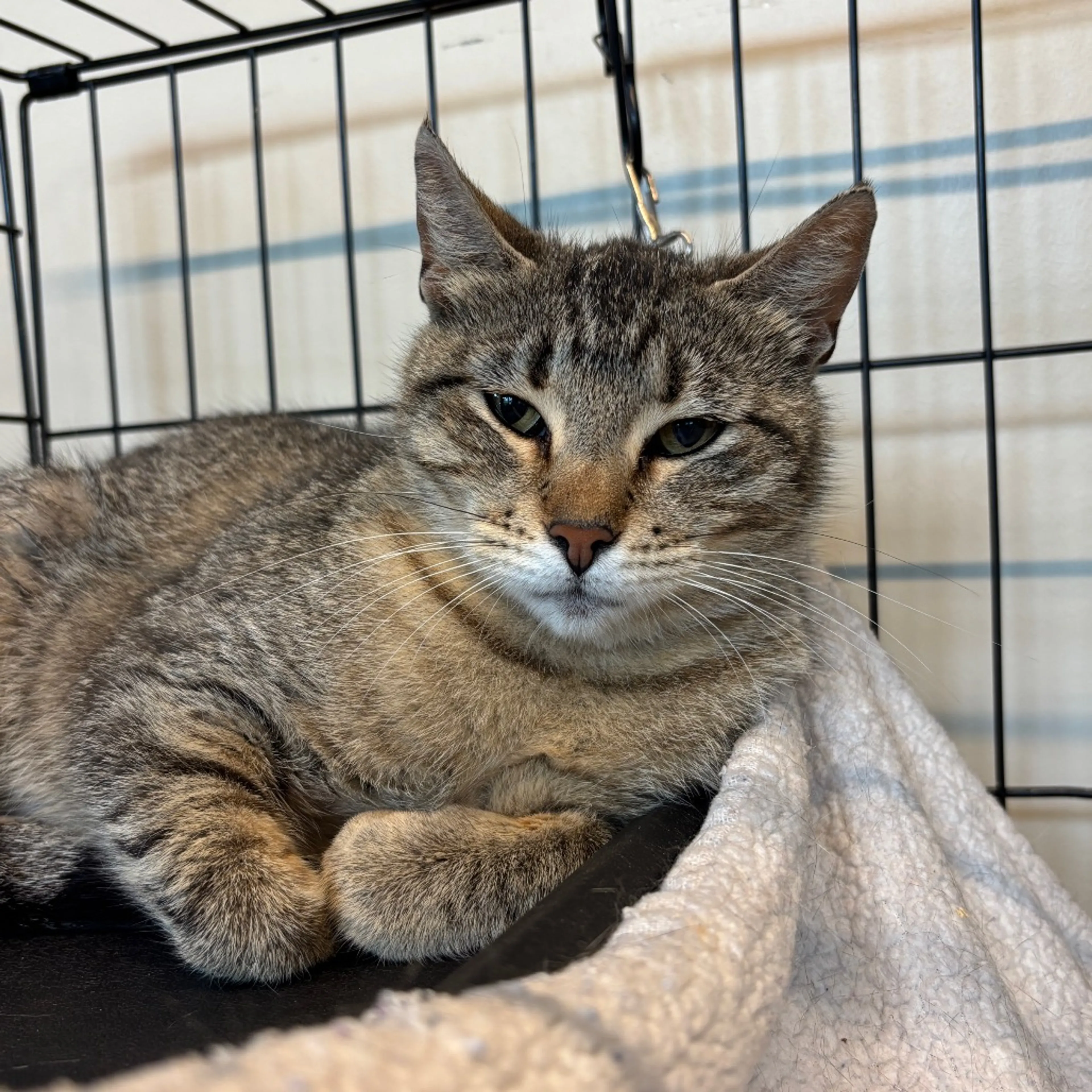 Found pet-1