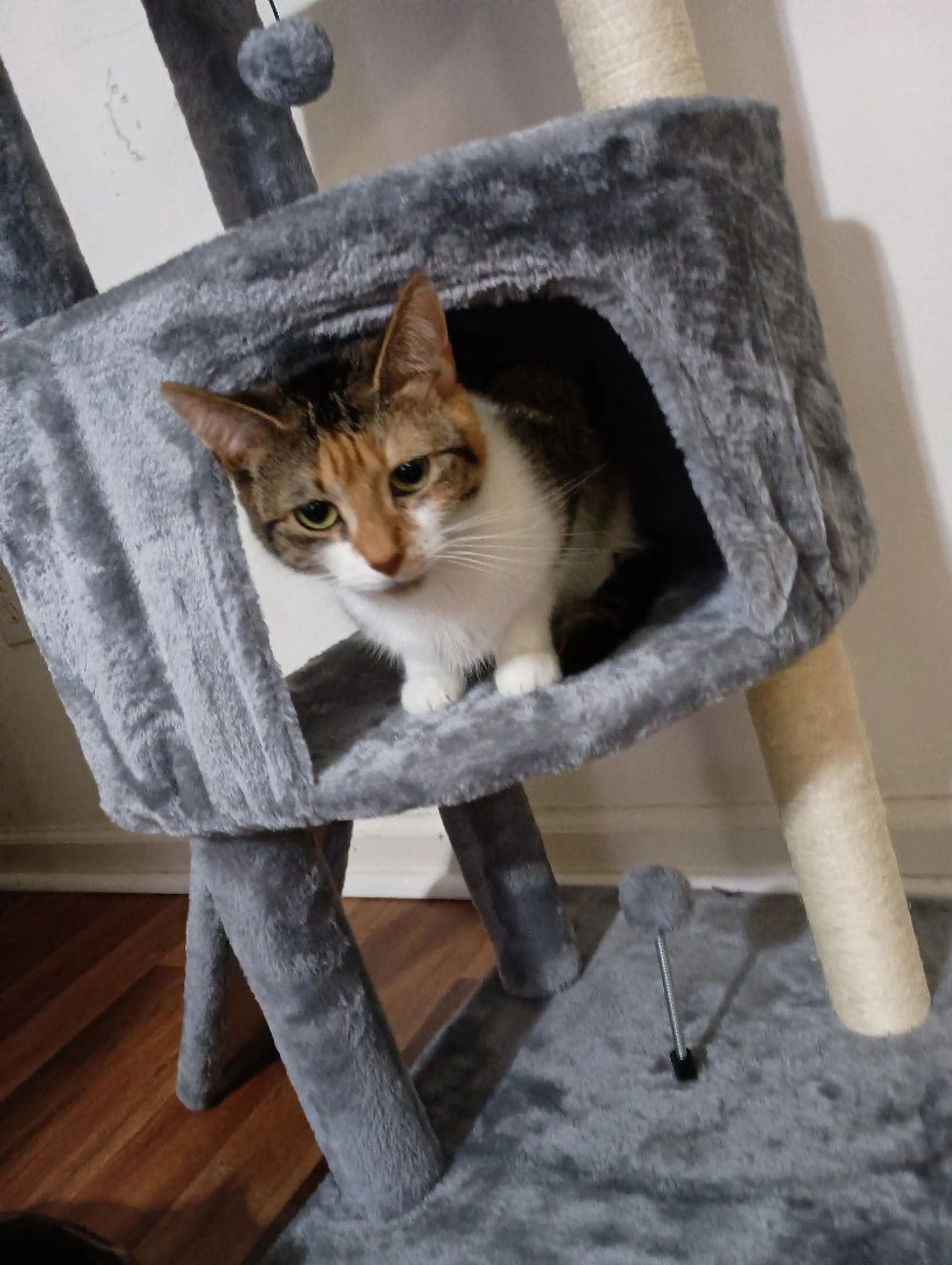 Lost pet