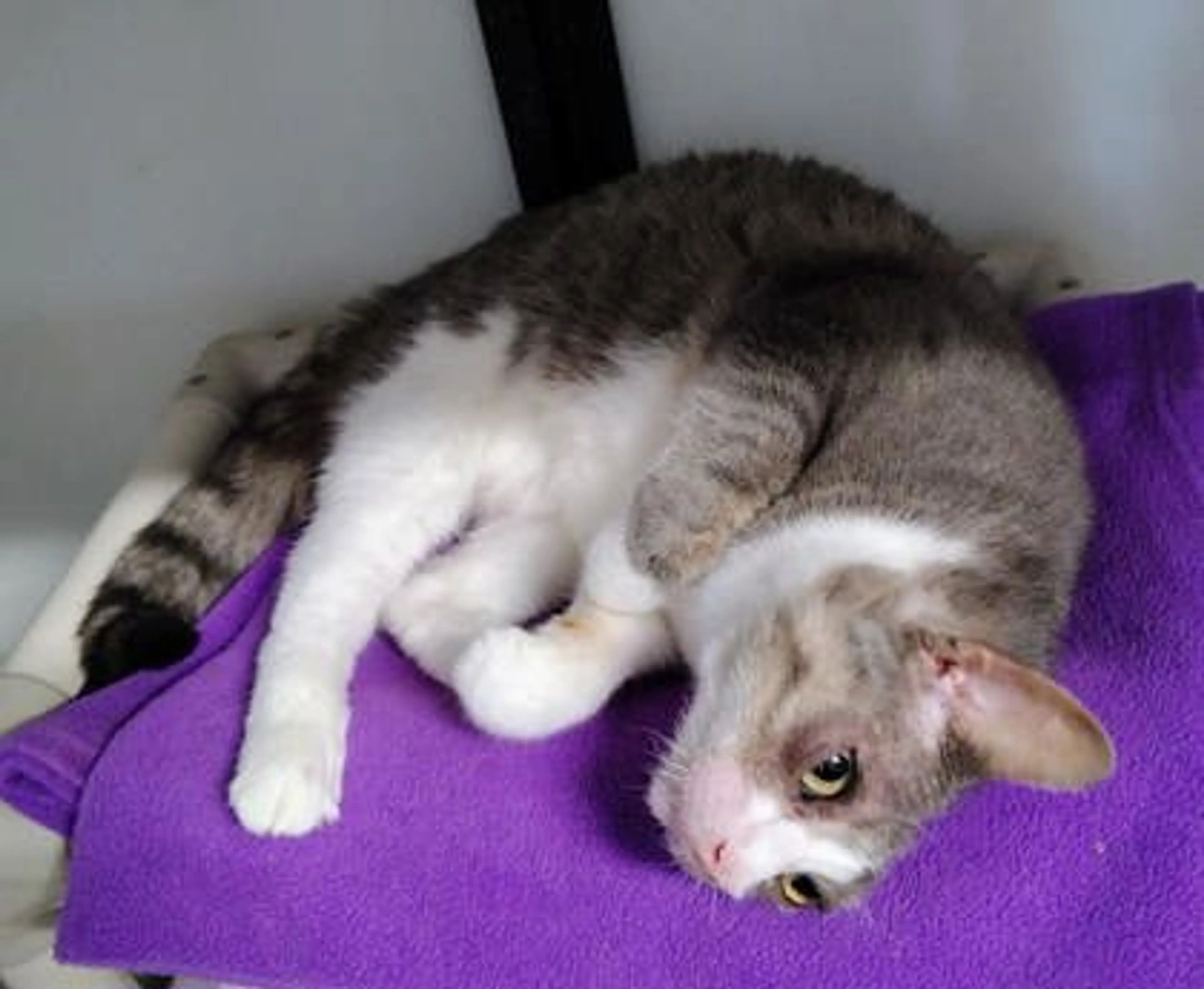 Found pet-0