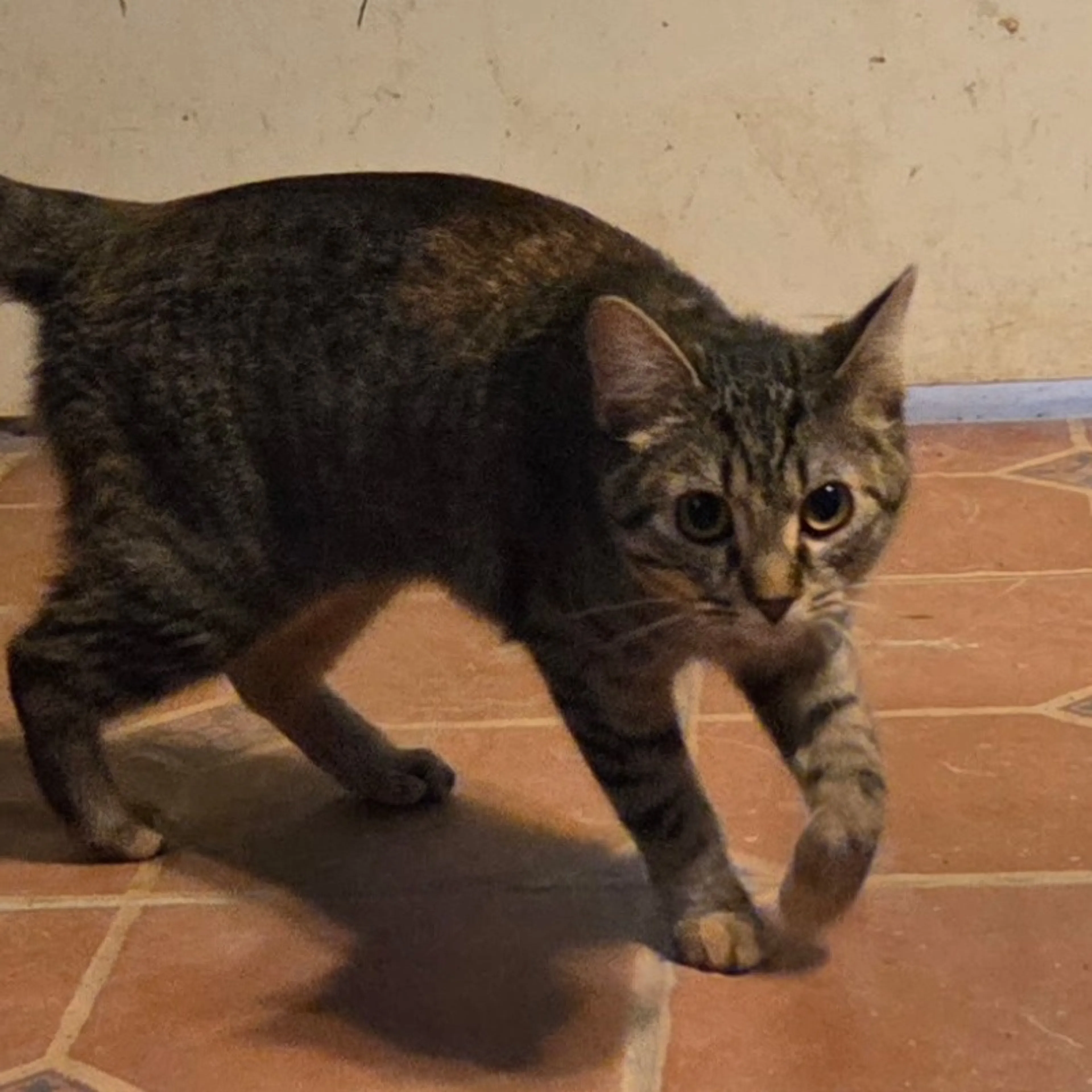 Found pet