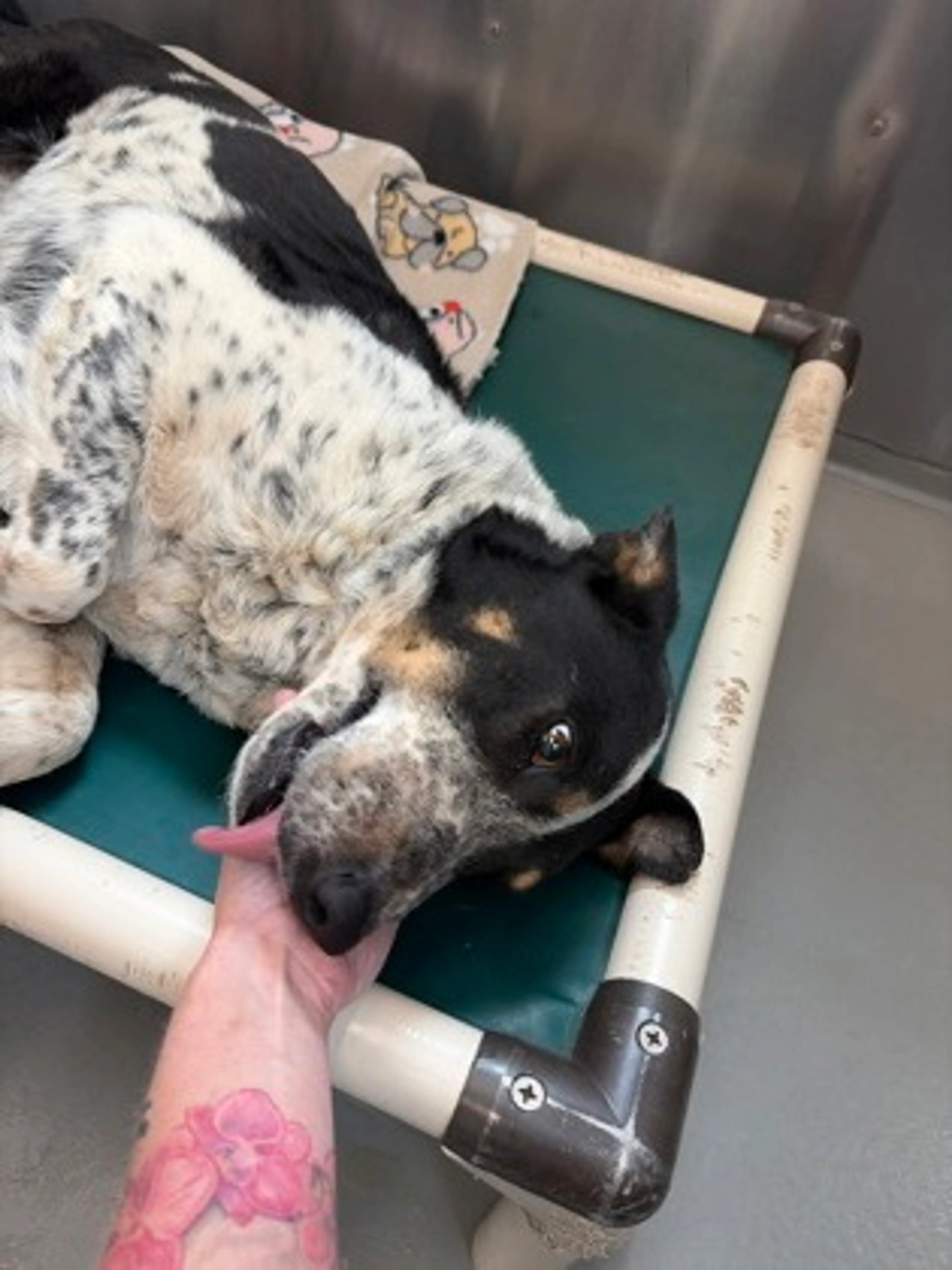 Found pet-1