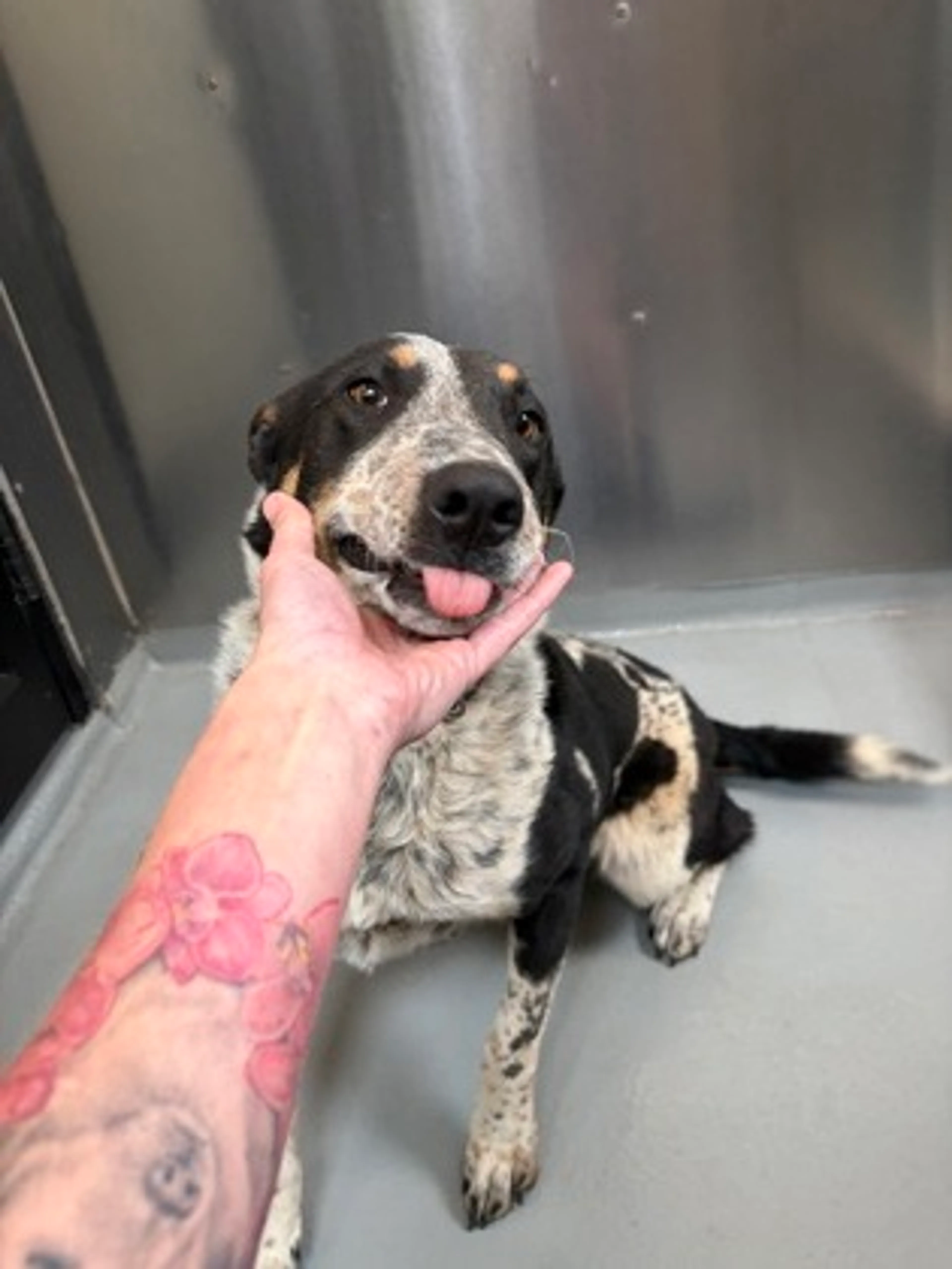 Found pet-2
