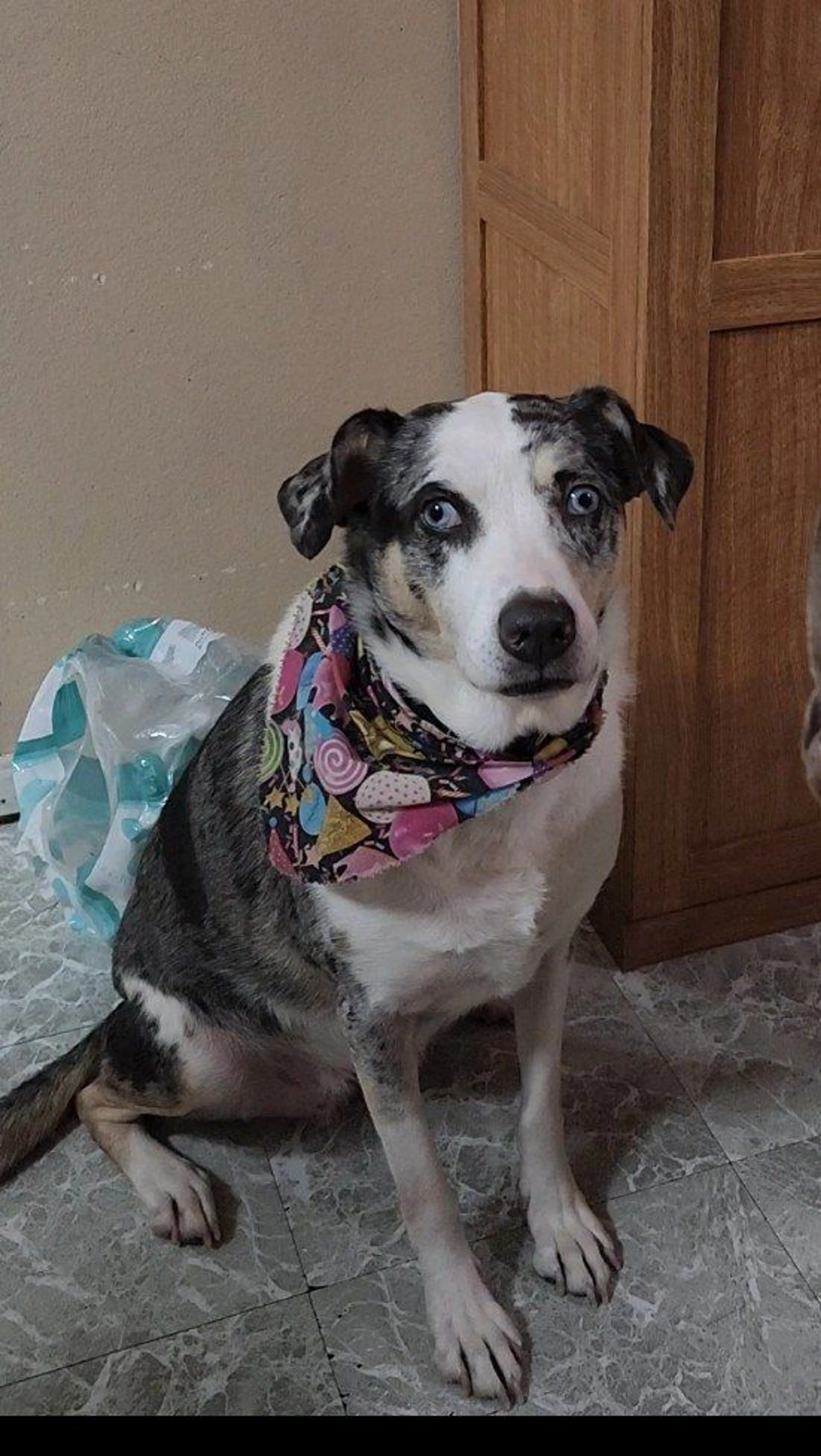 Lost pet