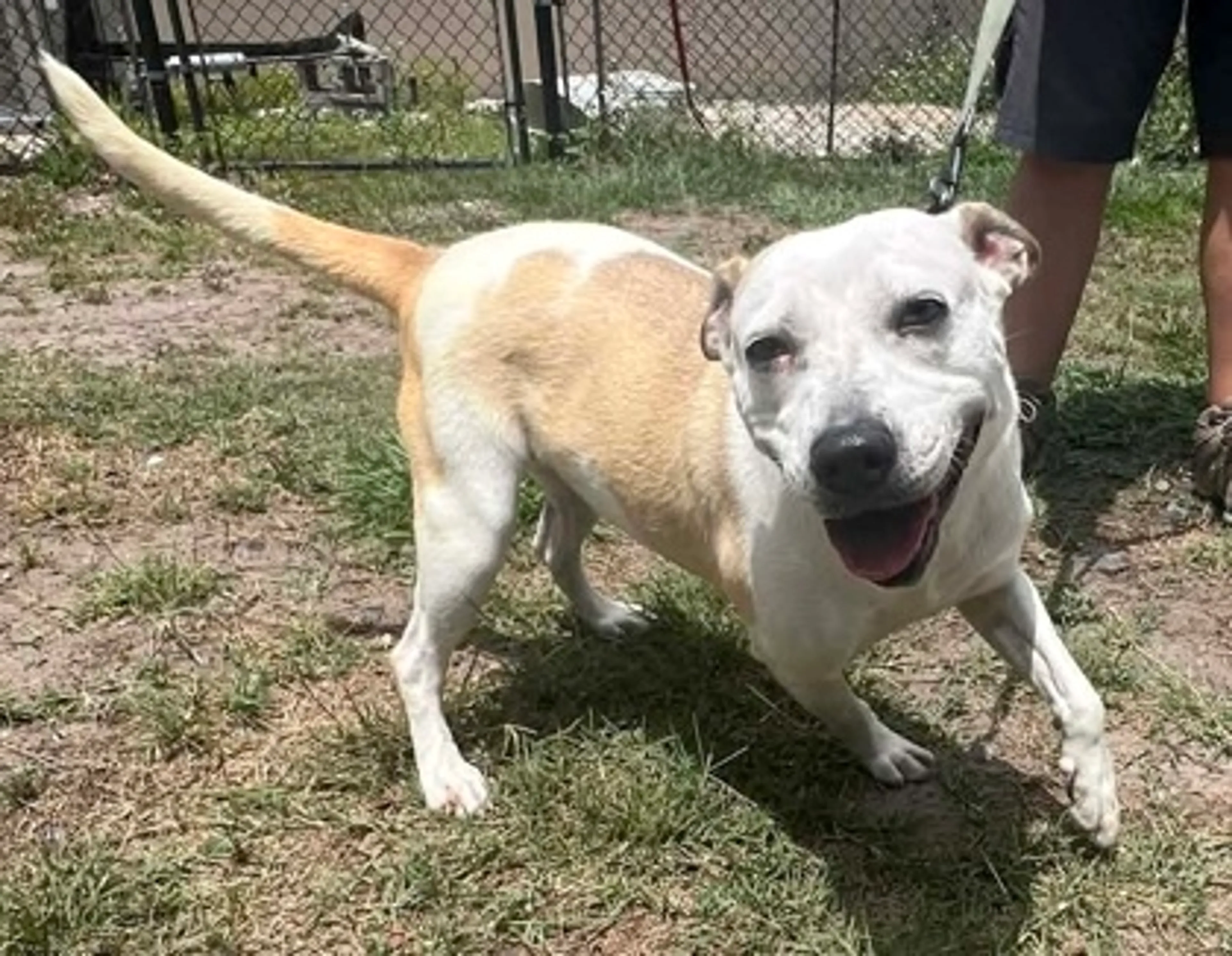 Found pet-1