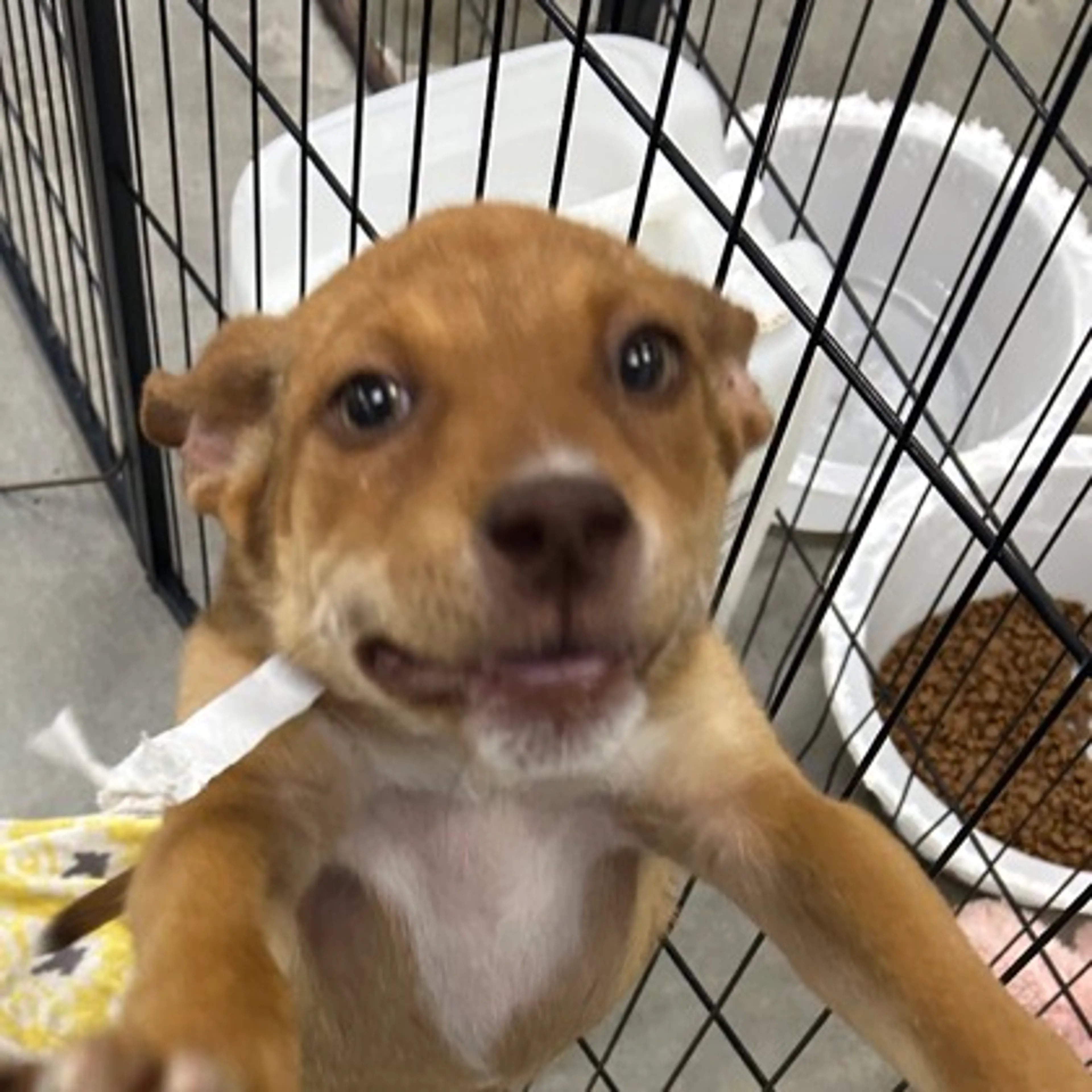 Found pet