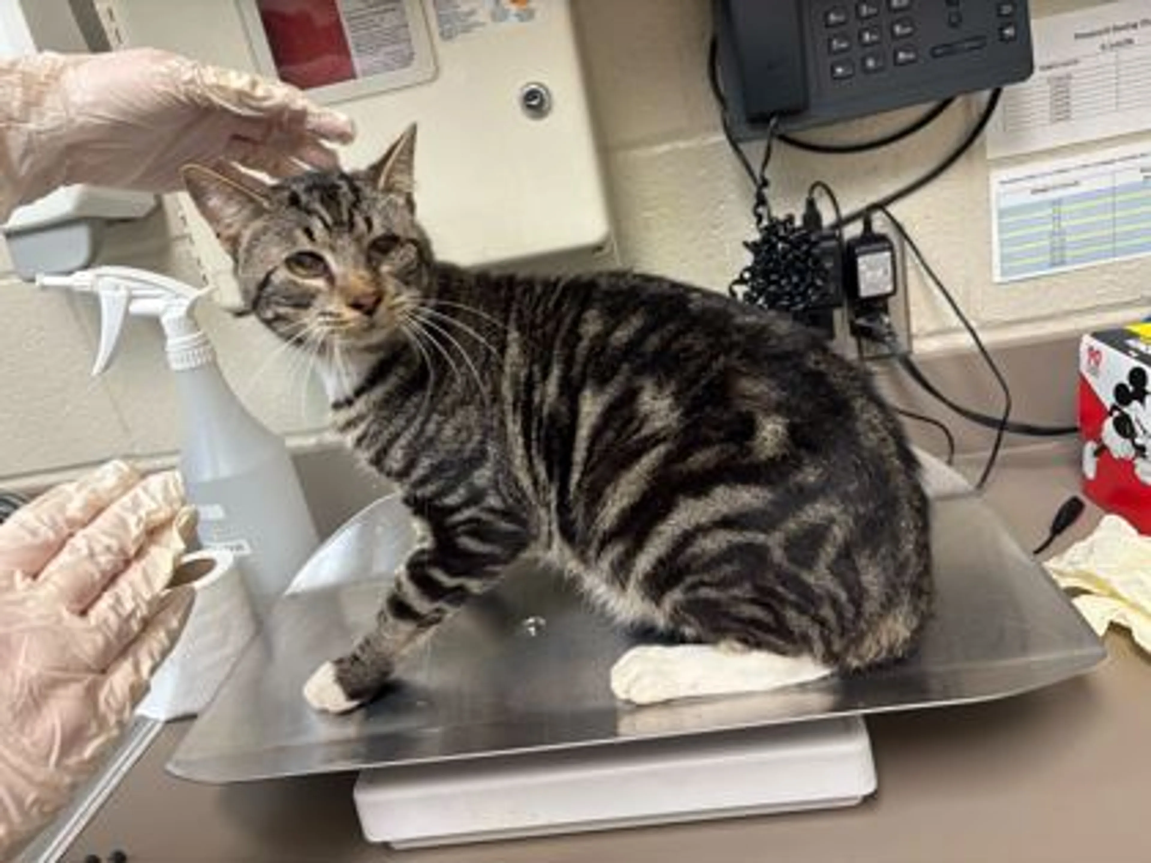 Found pet