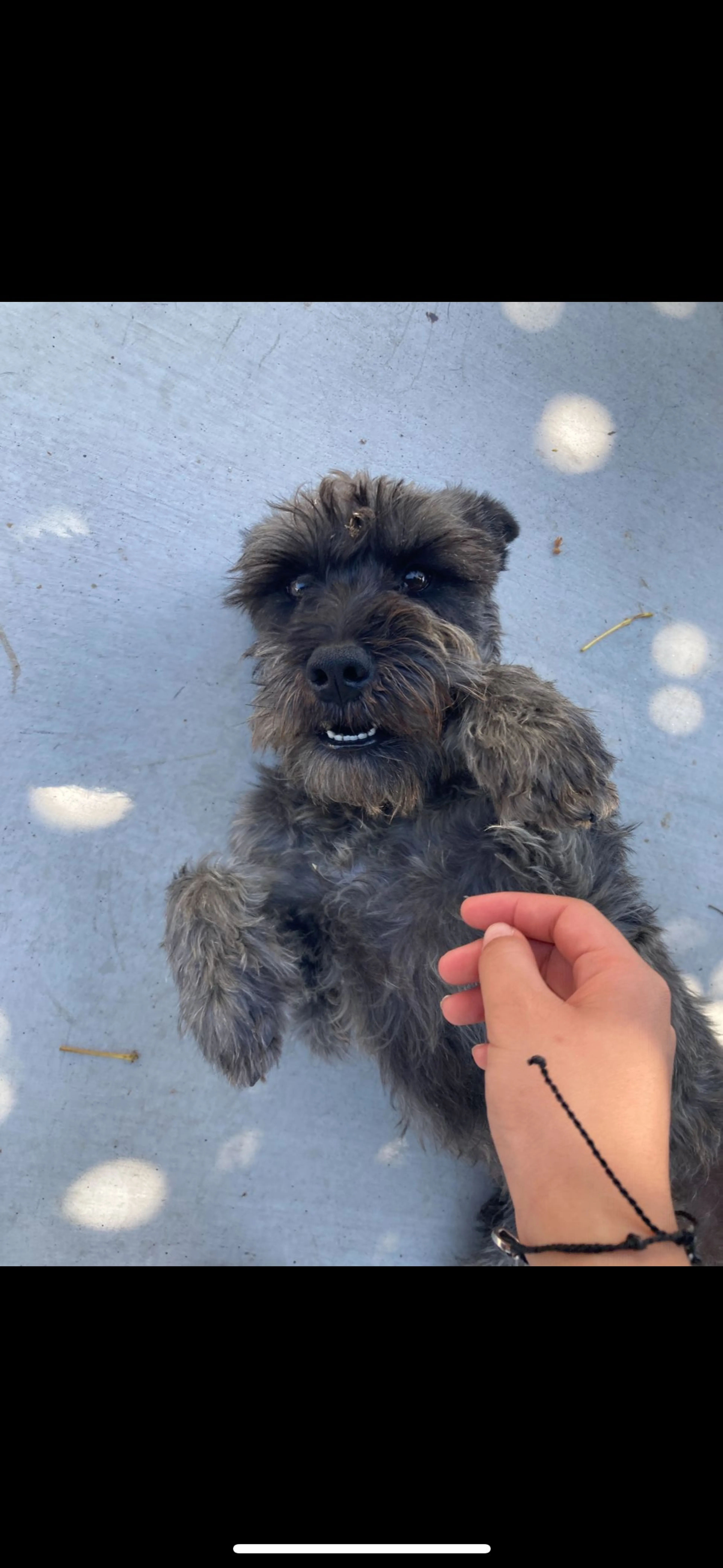 Lost pet-0