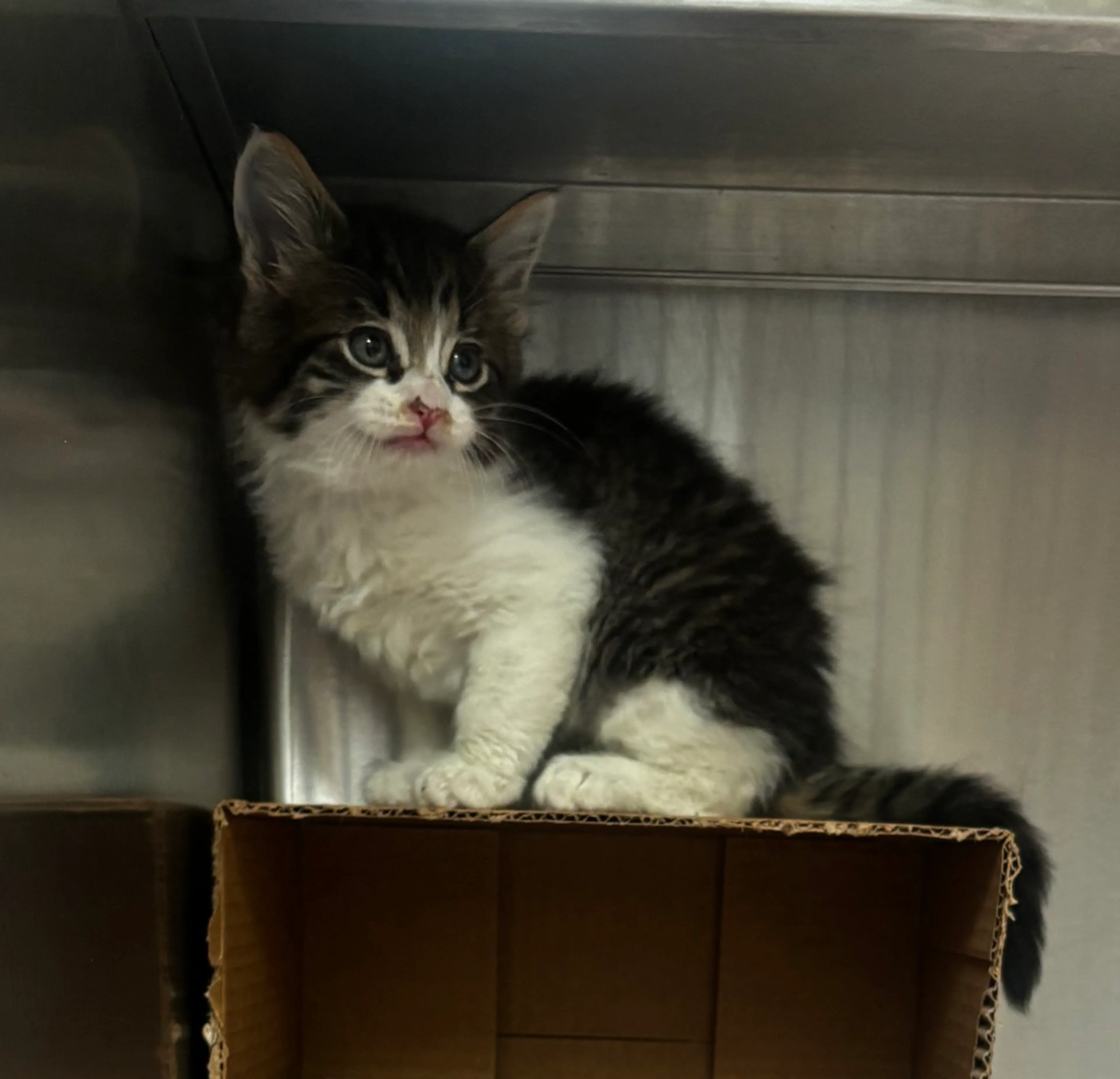 Found pet-1