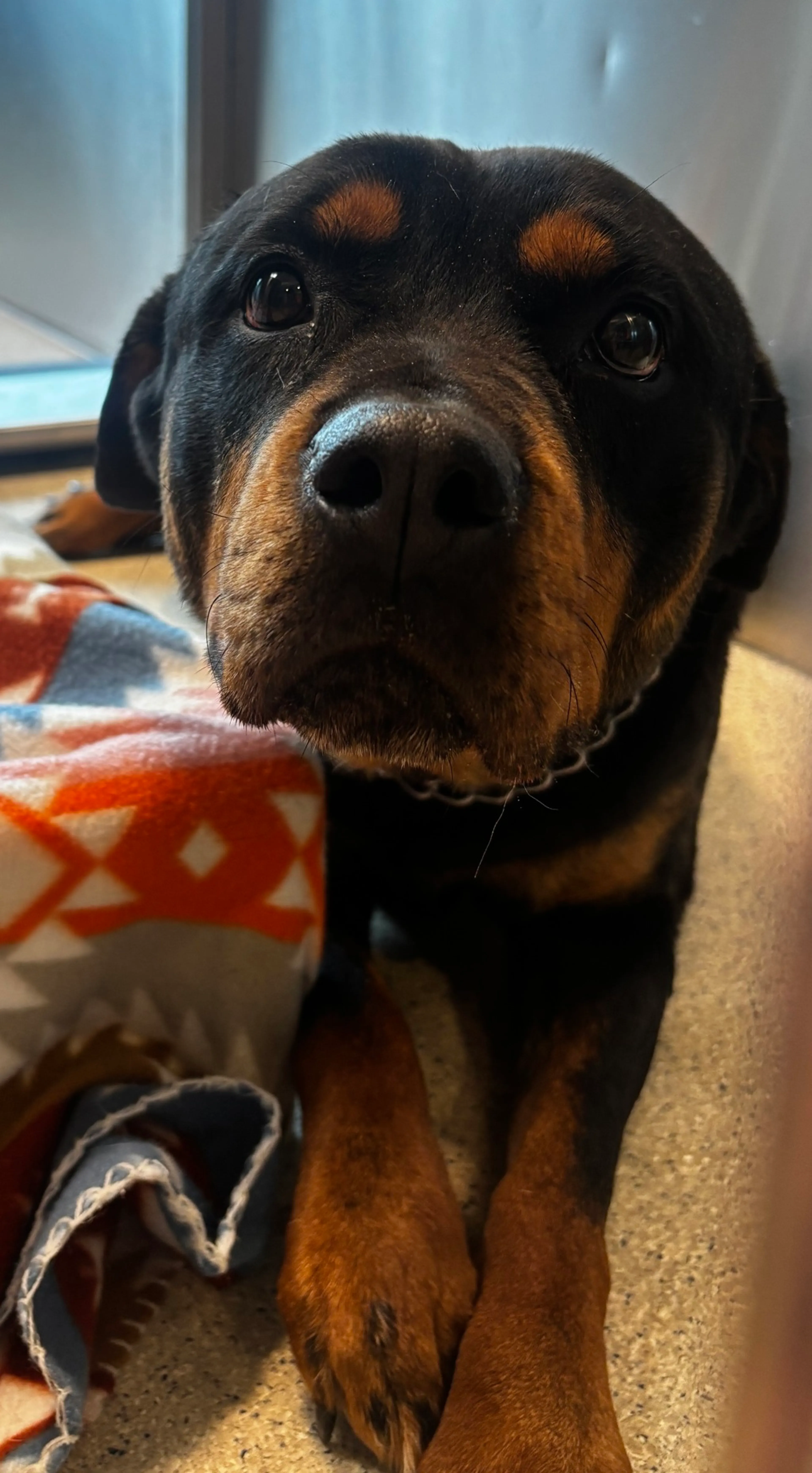 Found pet
