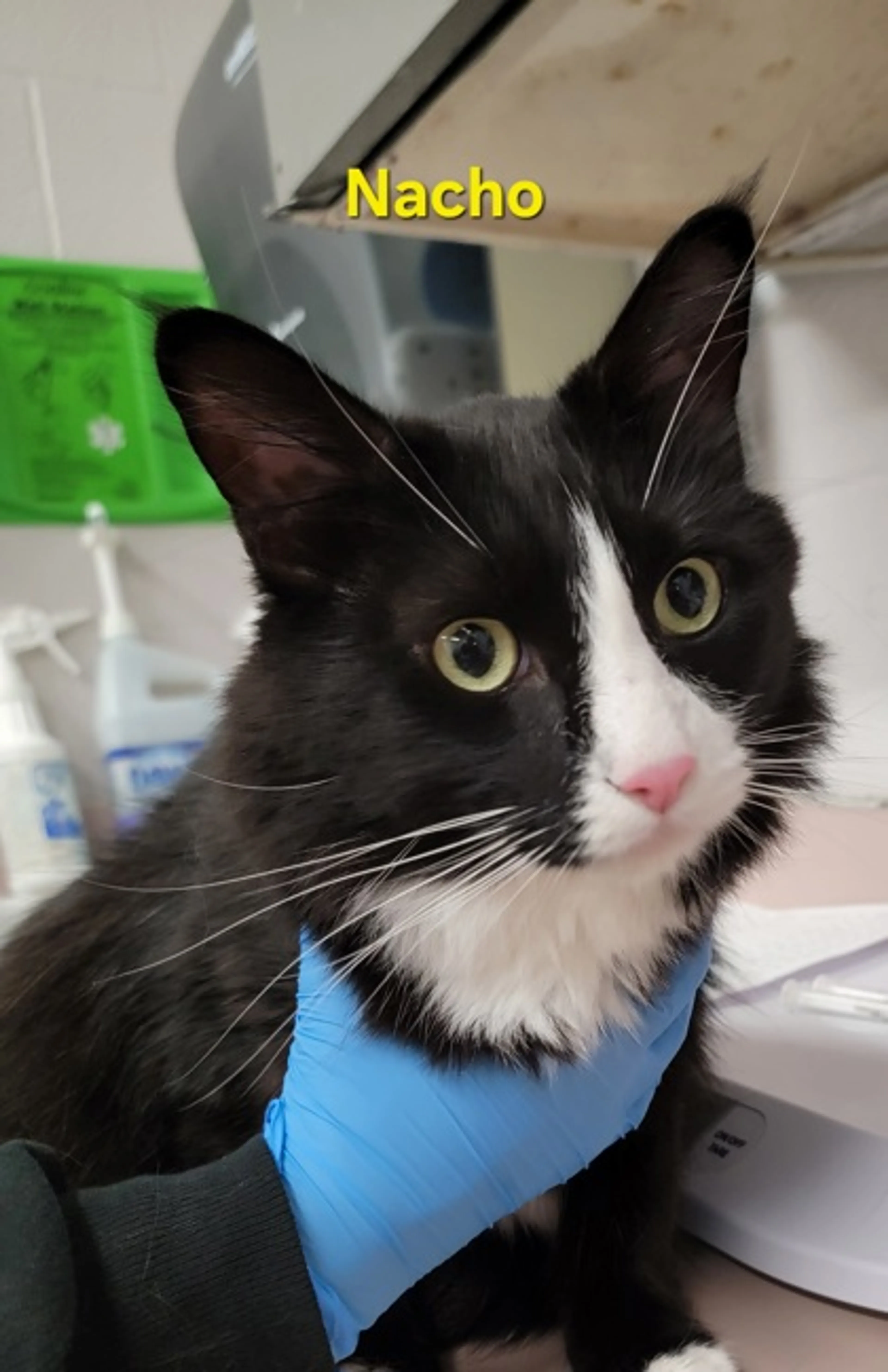 Found pet