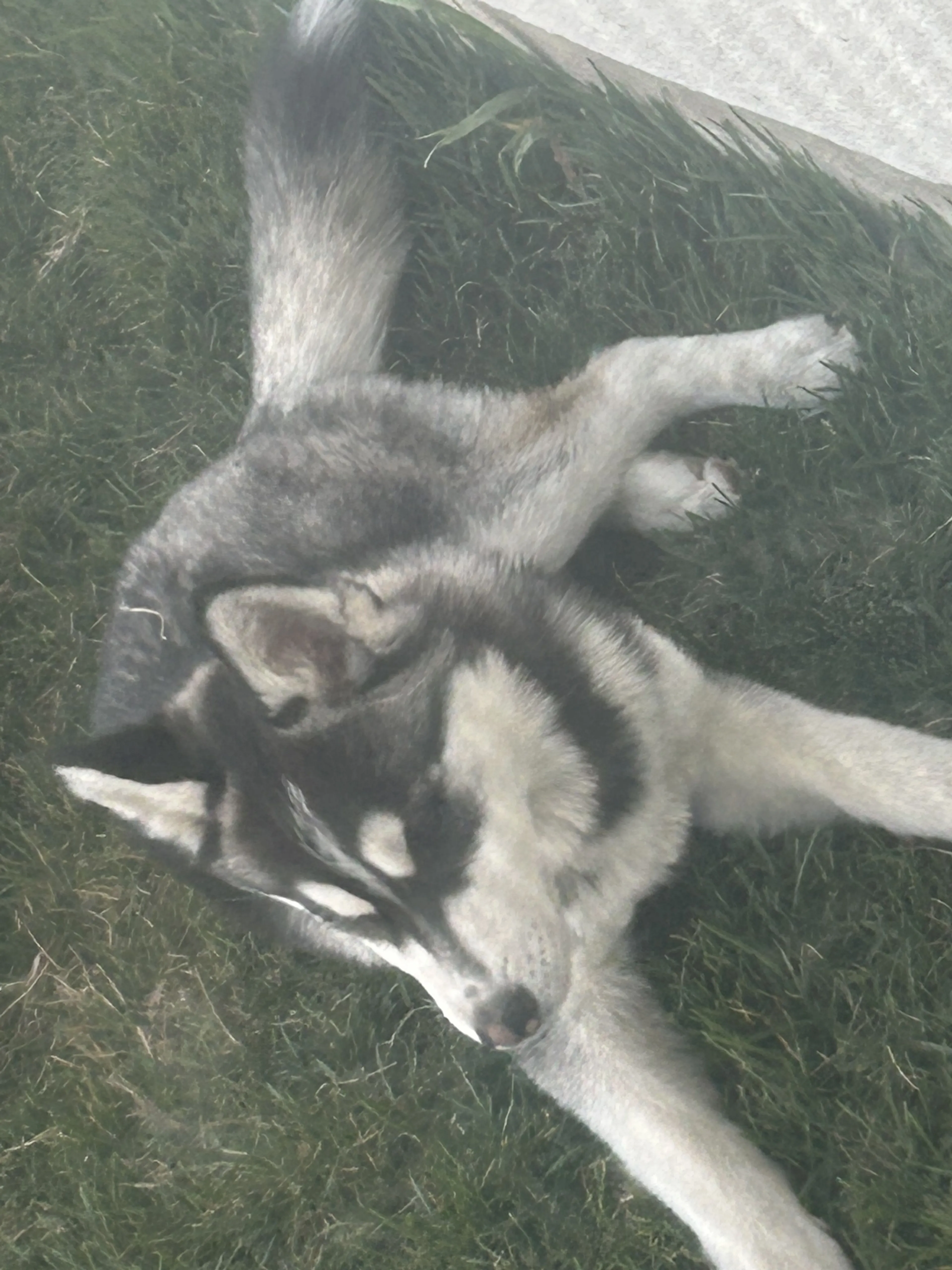 Lost pet-0