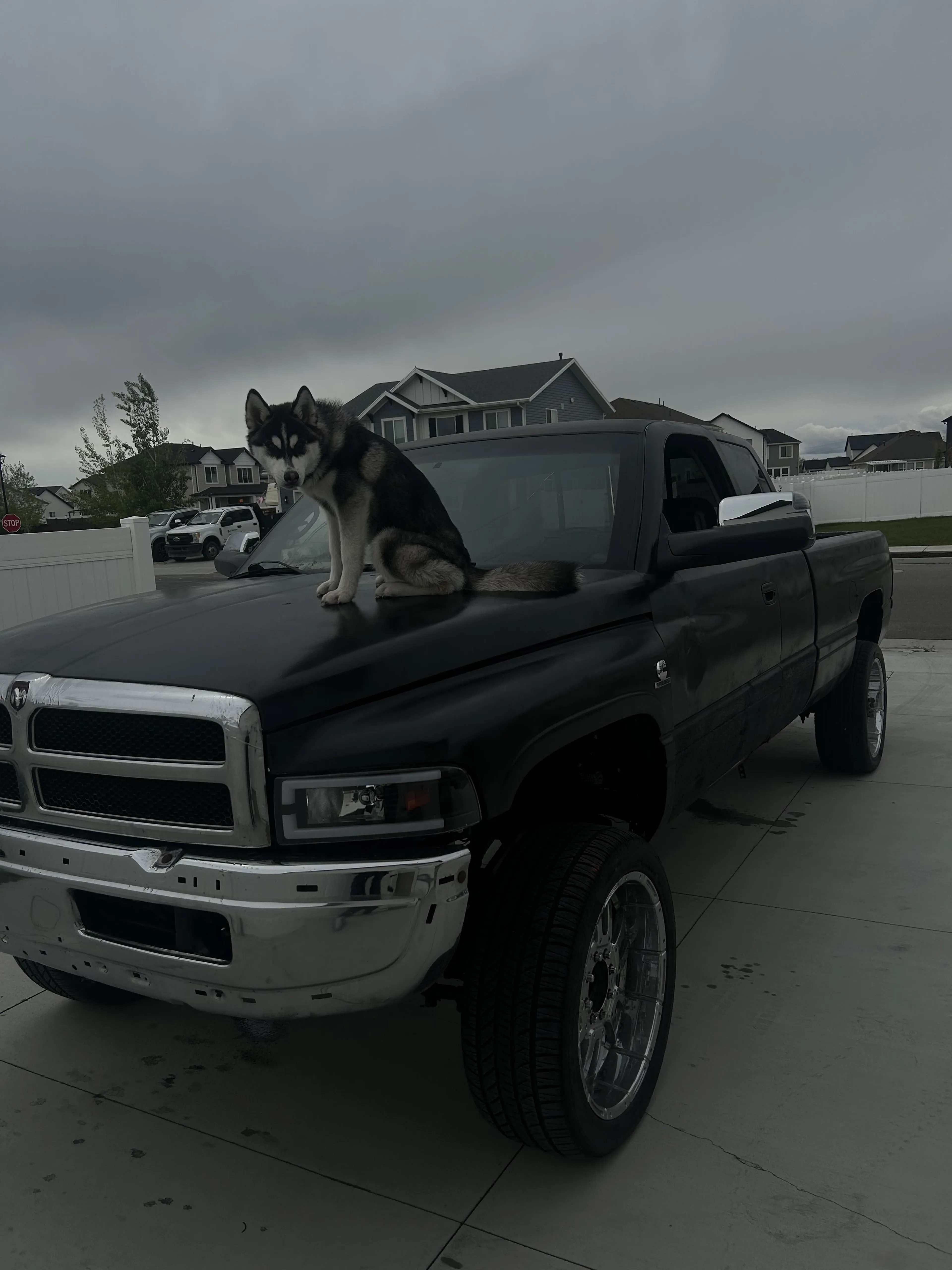 Lost pet-1
