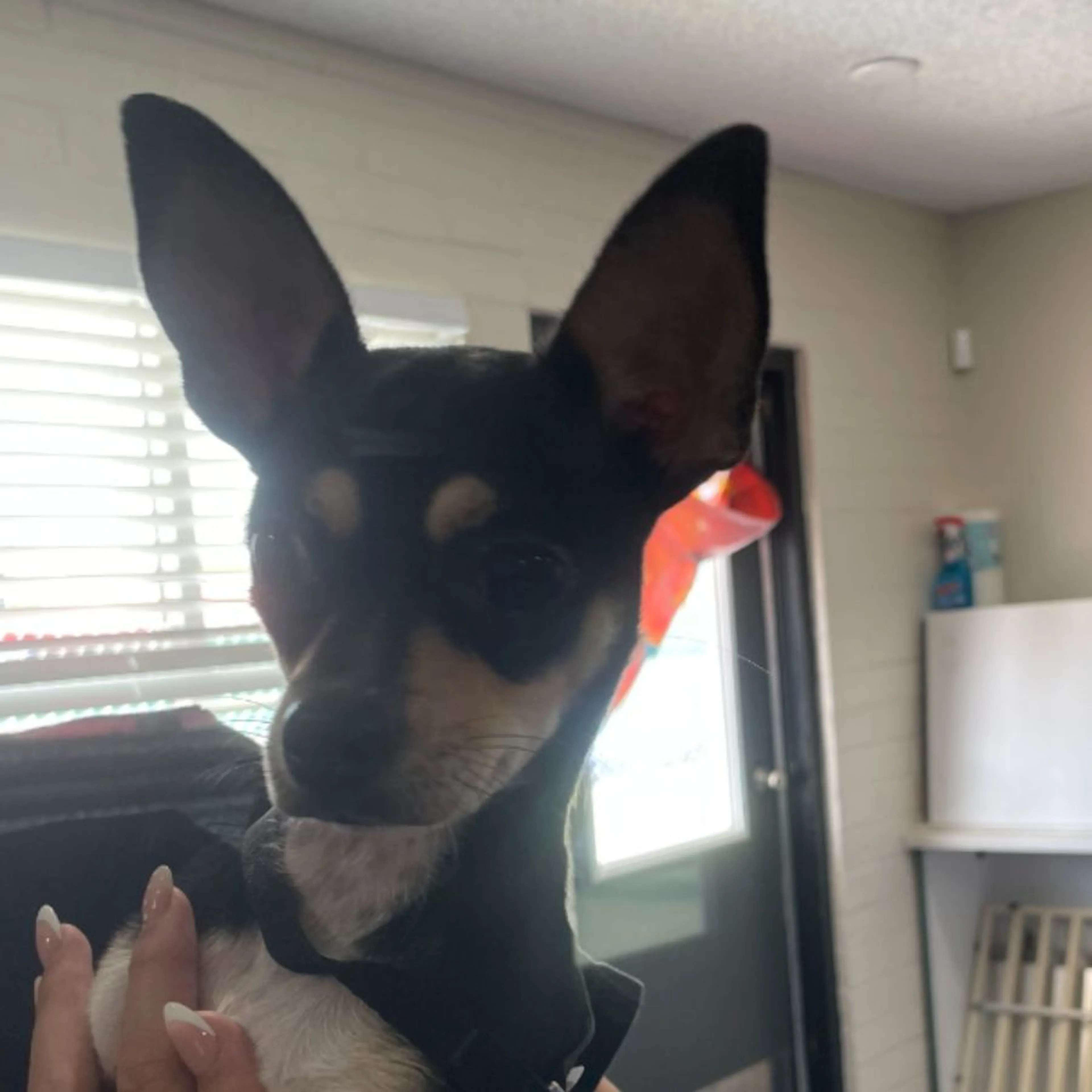 Found pet