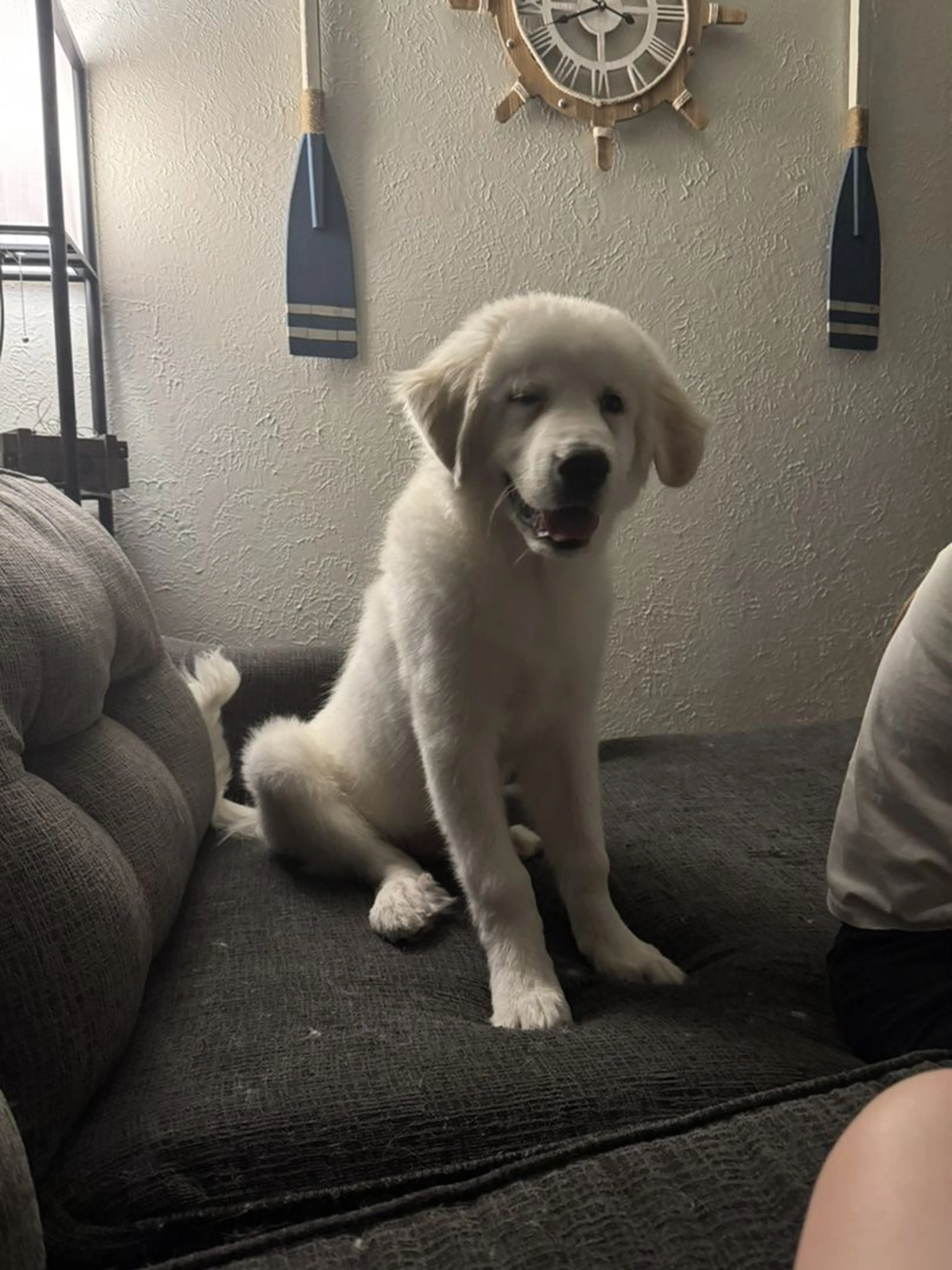 Lost pet