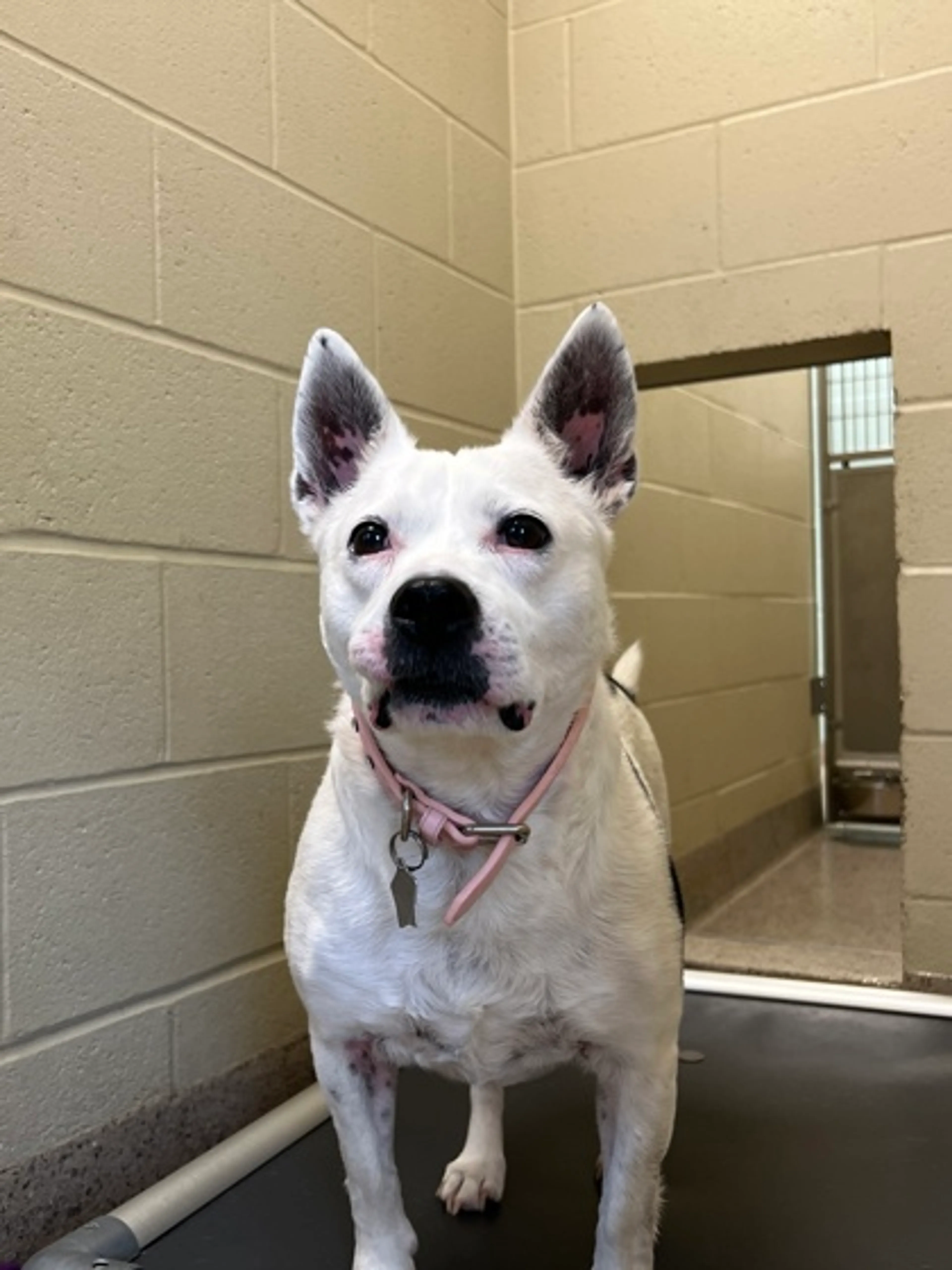 Found pet-1