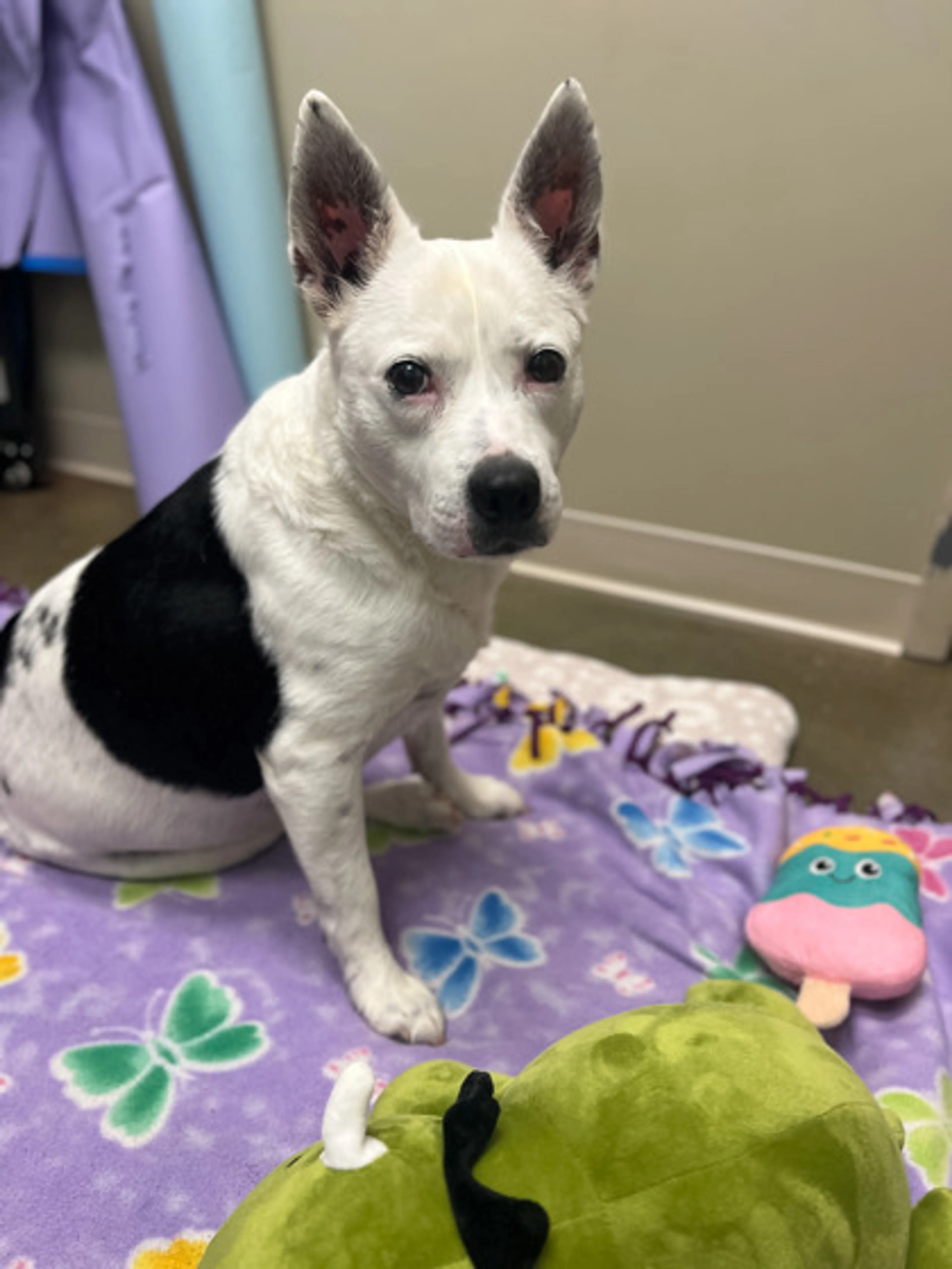 Found pet-1