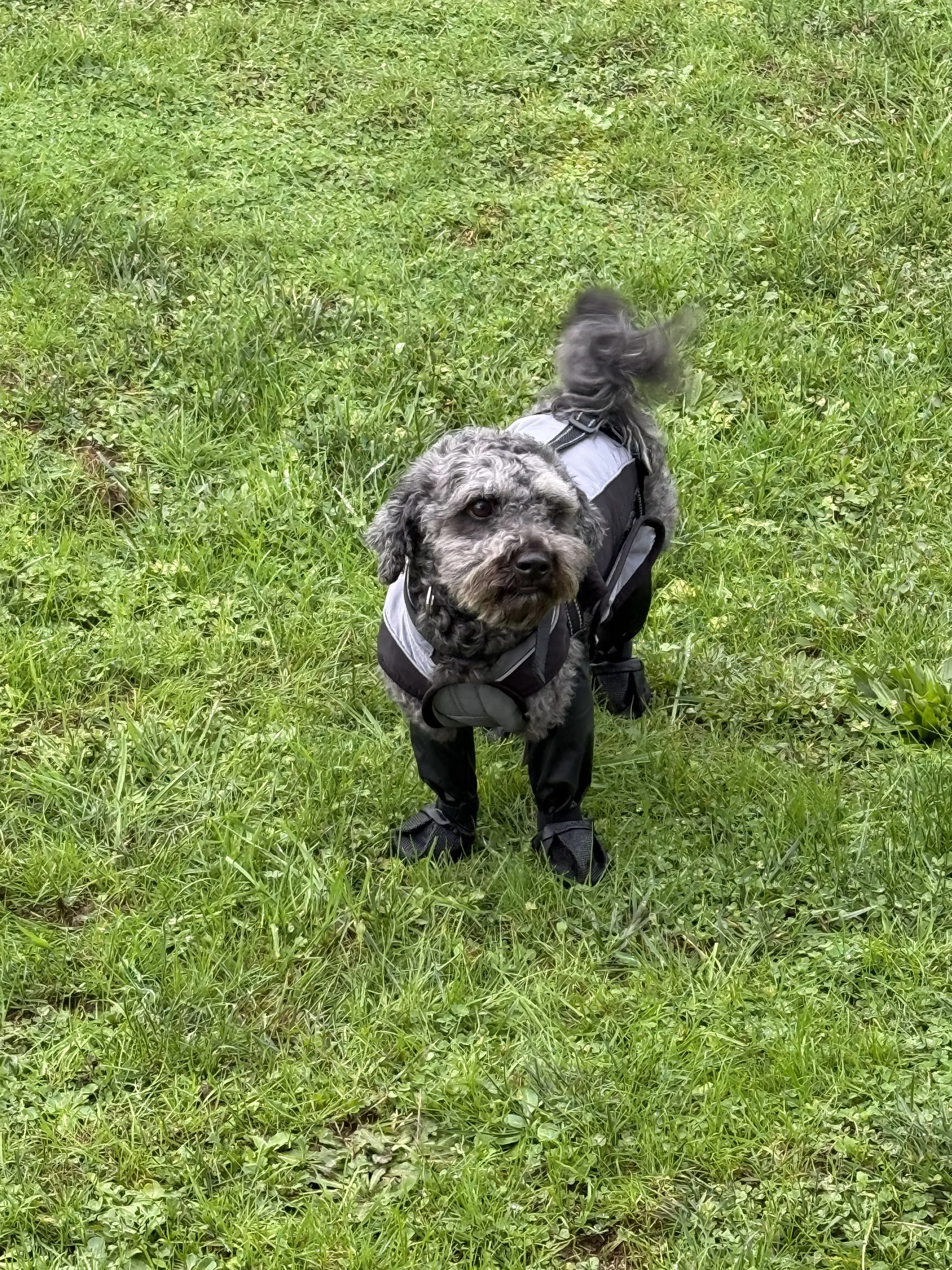 Lost pet-1